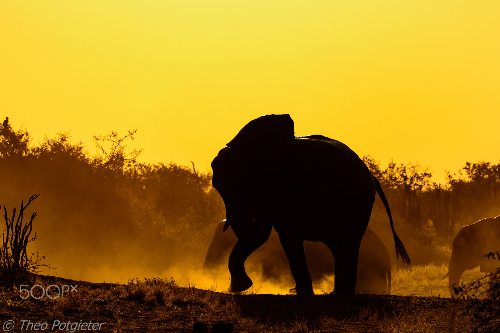 Sigma 150-600mm F5-6.3 DG OS HSM | C sample photo. Chobe photography
