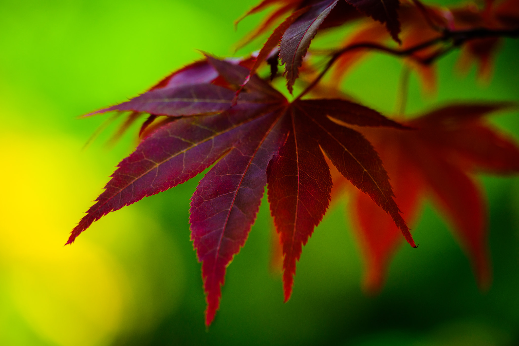 Sigma 150mm F2.8 EX DG Macro HSM sample photo. Japanese leaf photography