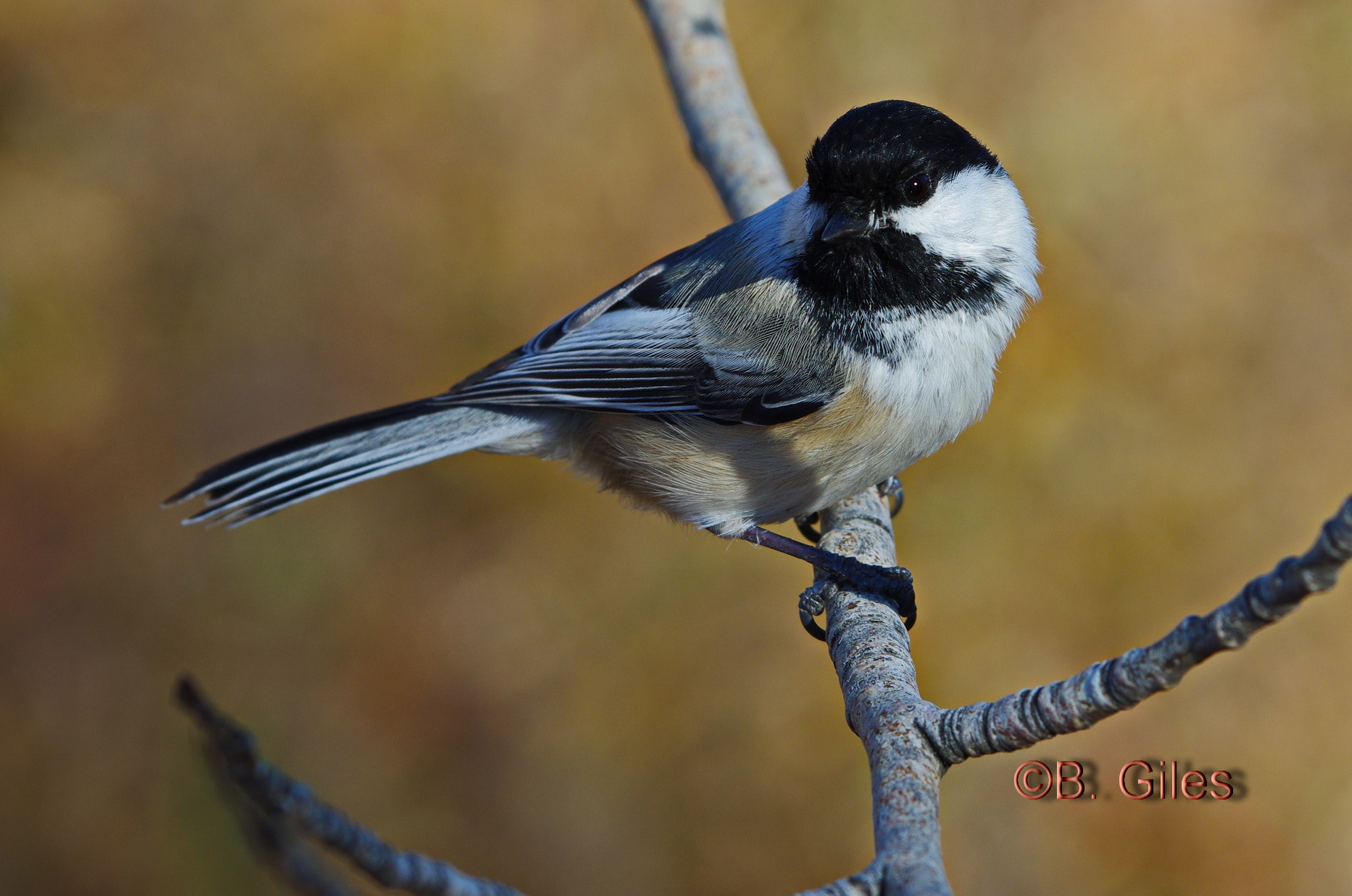 Pentax smc DA* 60-250mm F4.0 ED (IF) SDM sample photo. Always happy photography