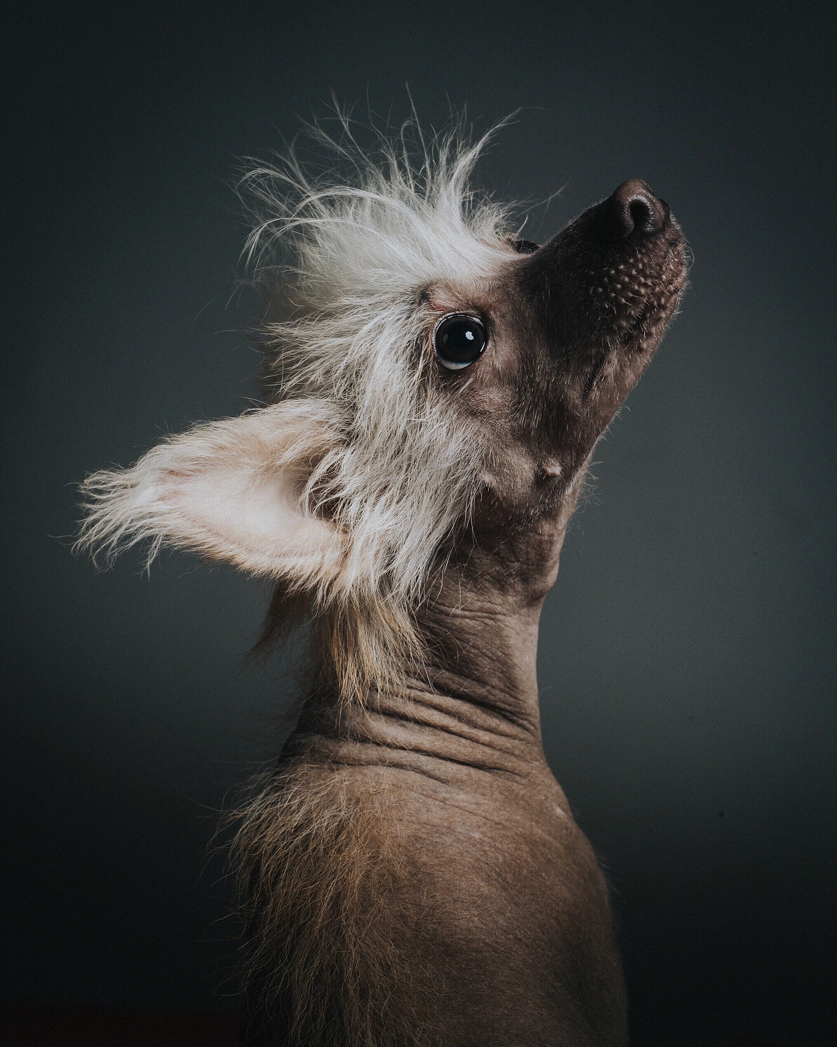 Phase One P40+ sample photo. De vito, the chinese crested dog photography