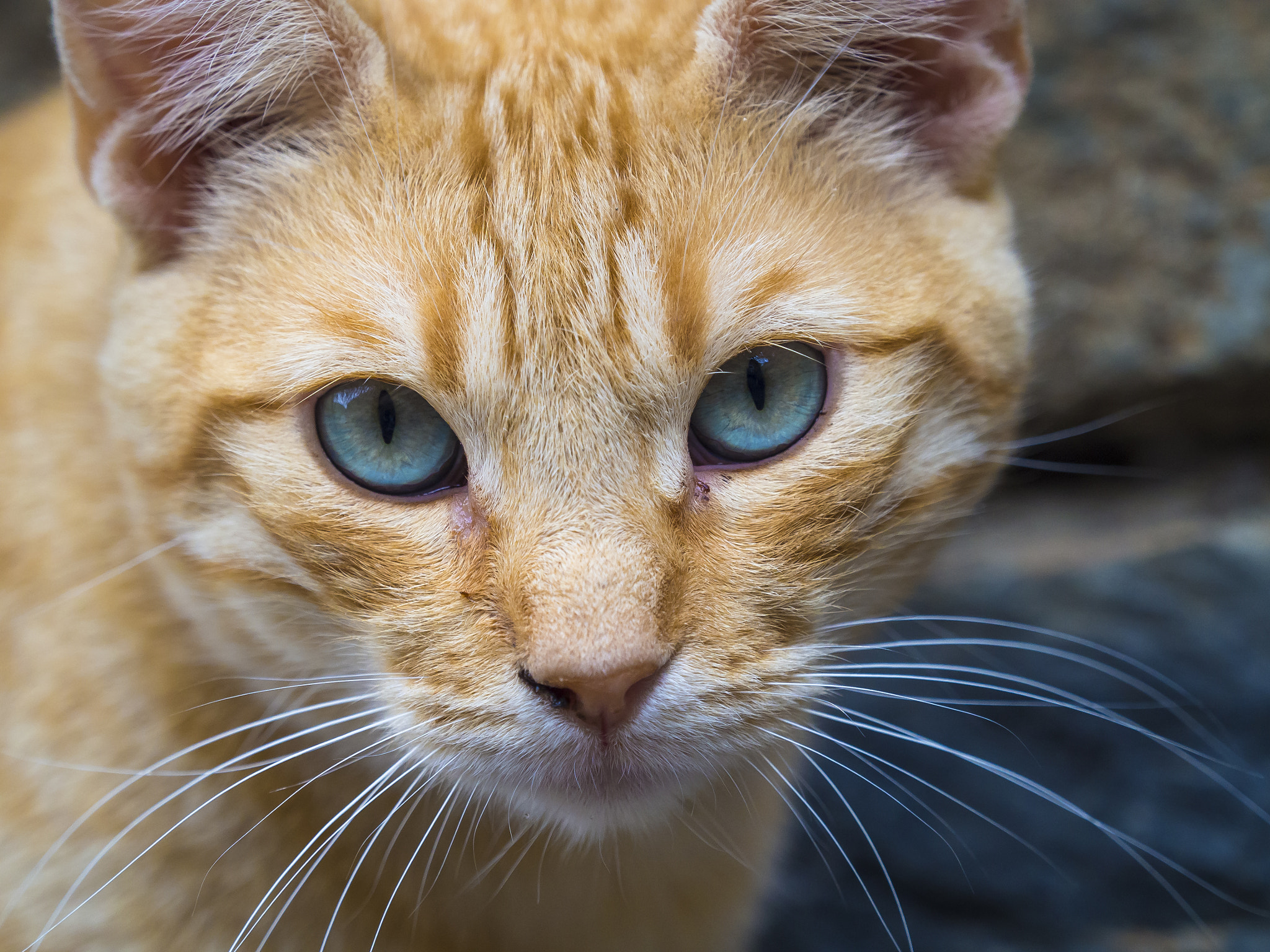 Olympus OM-D E-M10 + Olympus M.Zuiko Digital ED 40-150mm F2.8 Pro sample photo. Blue eyed cat photography