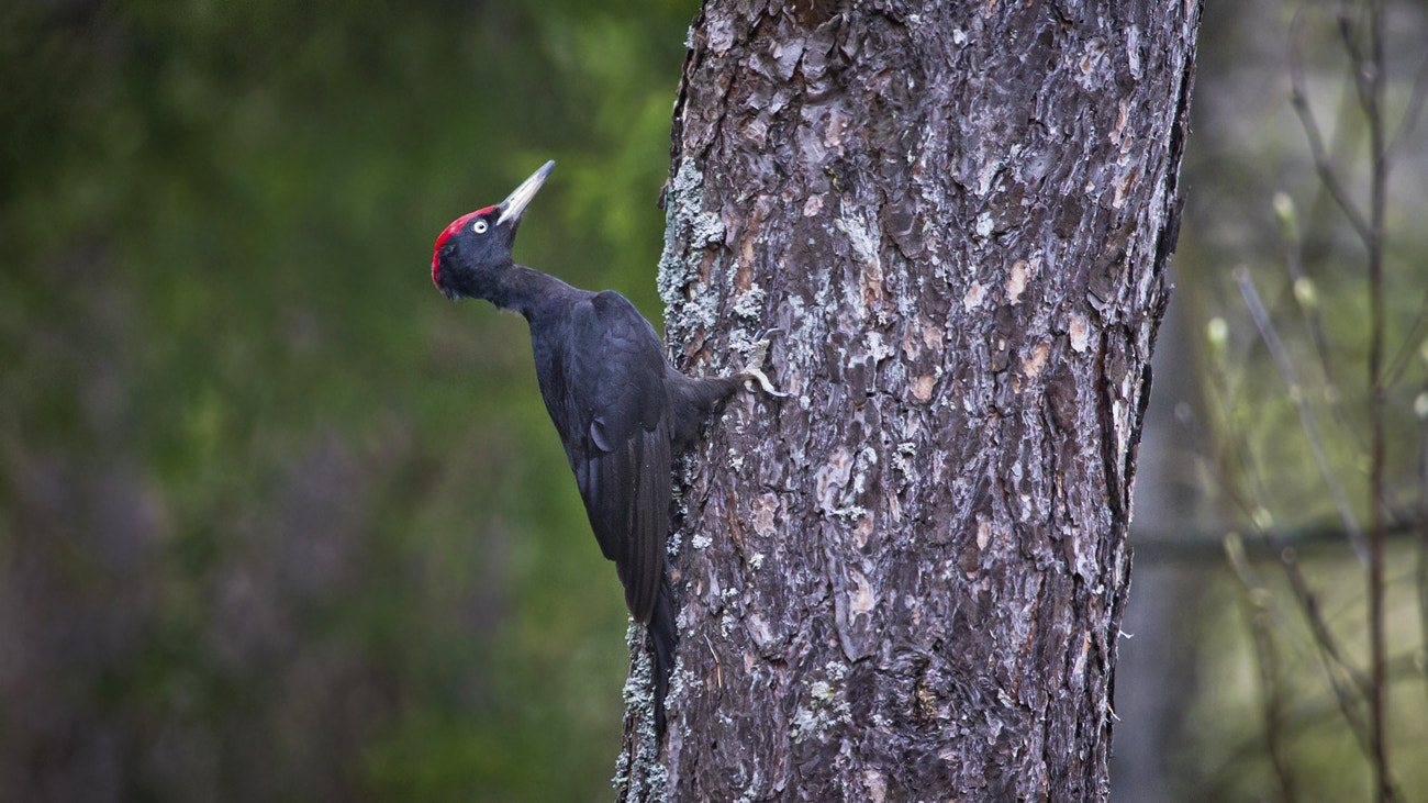 Canon EF 100-400mm F4.5-5.6L IS USM sample photo. Black woodpecker photography