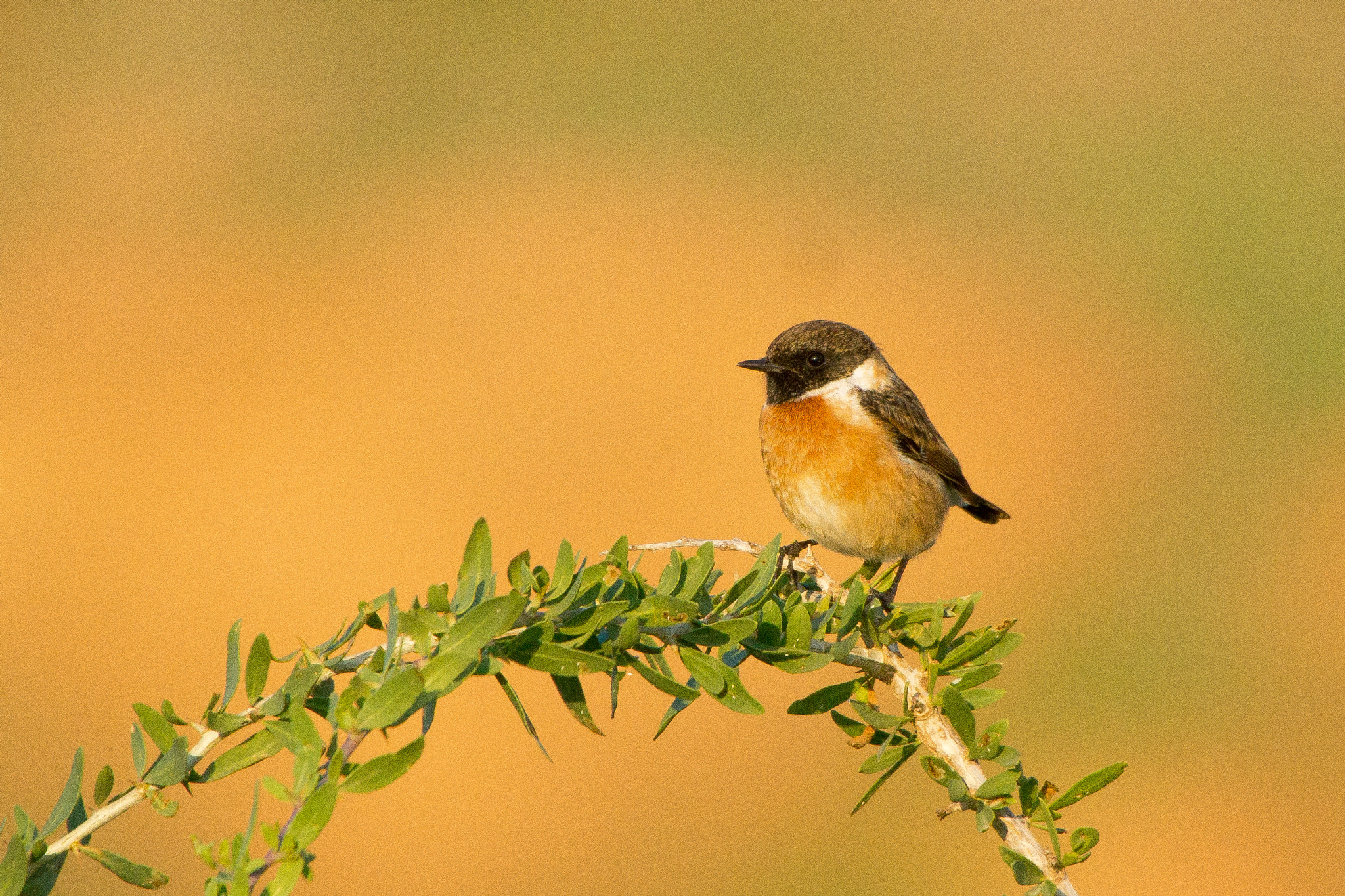 Sigma 150-500mm F5-6.3 DG OS HSM sample photo. European stonechat photography