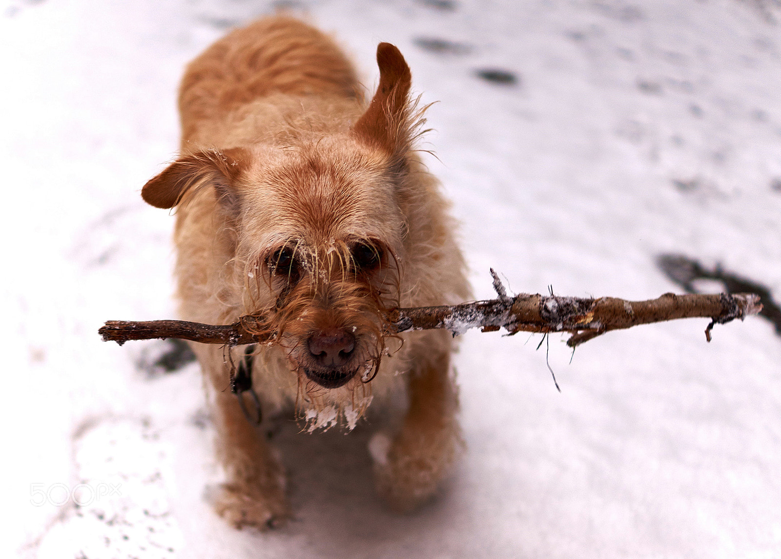 Sony DT 35mm F1.8 SAM sample photo. Esta in the snow photography