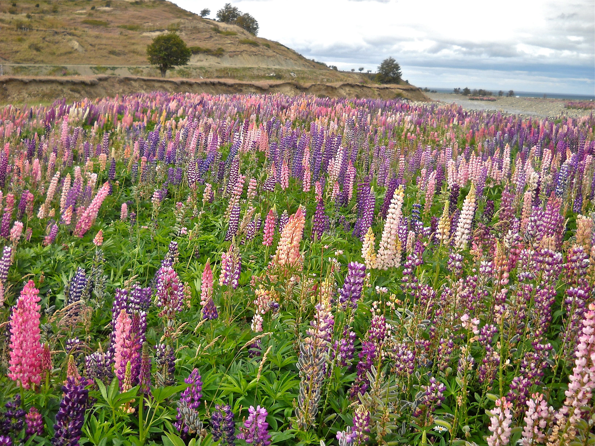 Nikon Coolpix L19 sample photo. How many shades of lilac ? photography