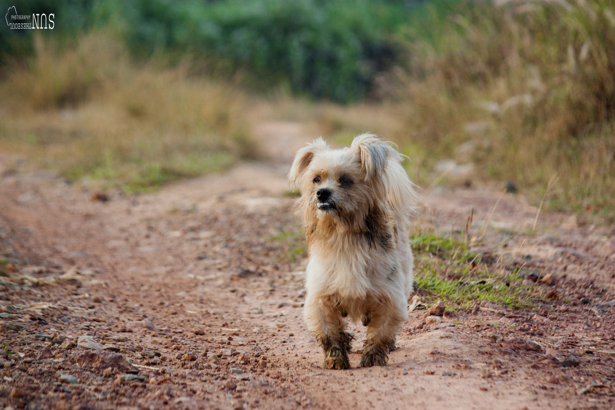 Canon EOS 450D (EOS Rebel XSi / EOS Kiss X2) sample photo. Cute dog photography