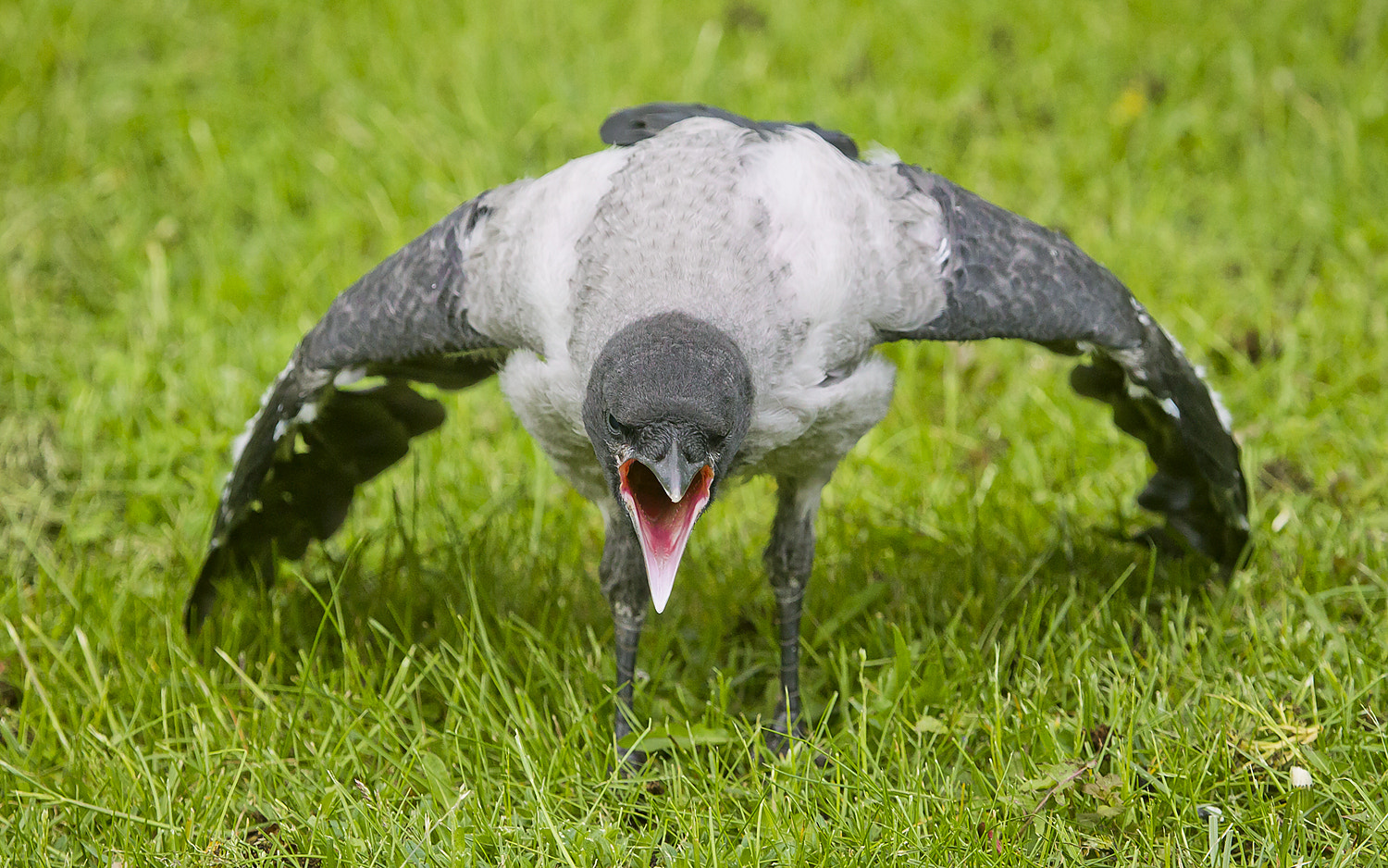 Canon EF 100-400mm F4.5-5.6L IS USM sample photo. Young hooded crow photography