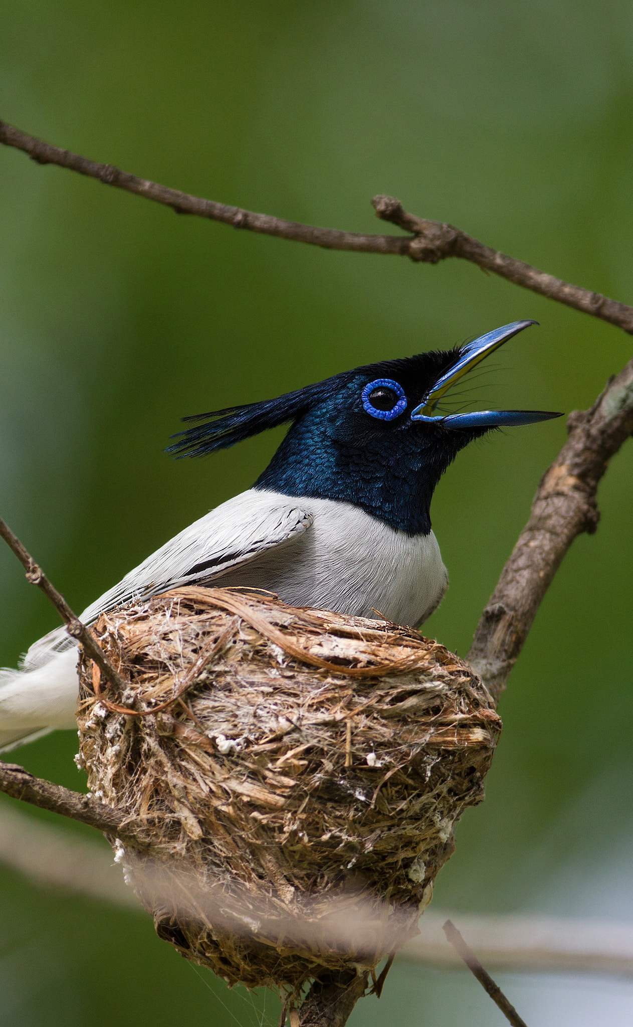 Canon EOS-1D Mark IV + Canon EF 200-400mm F4L IS USM Extender 1.4x sample photo. Paradise flycatcher photography