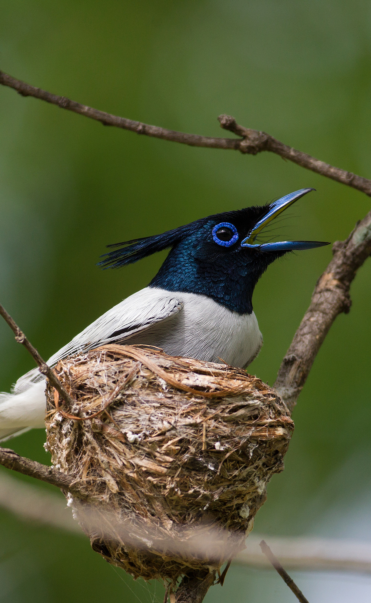 Canon EF 200-400mm F4L IS USM Extender 1.4x sample photo. Paradise flycatcher photography