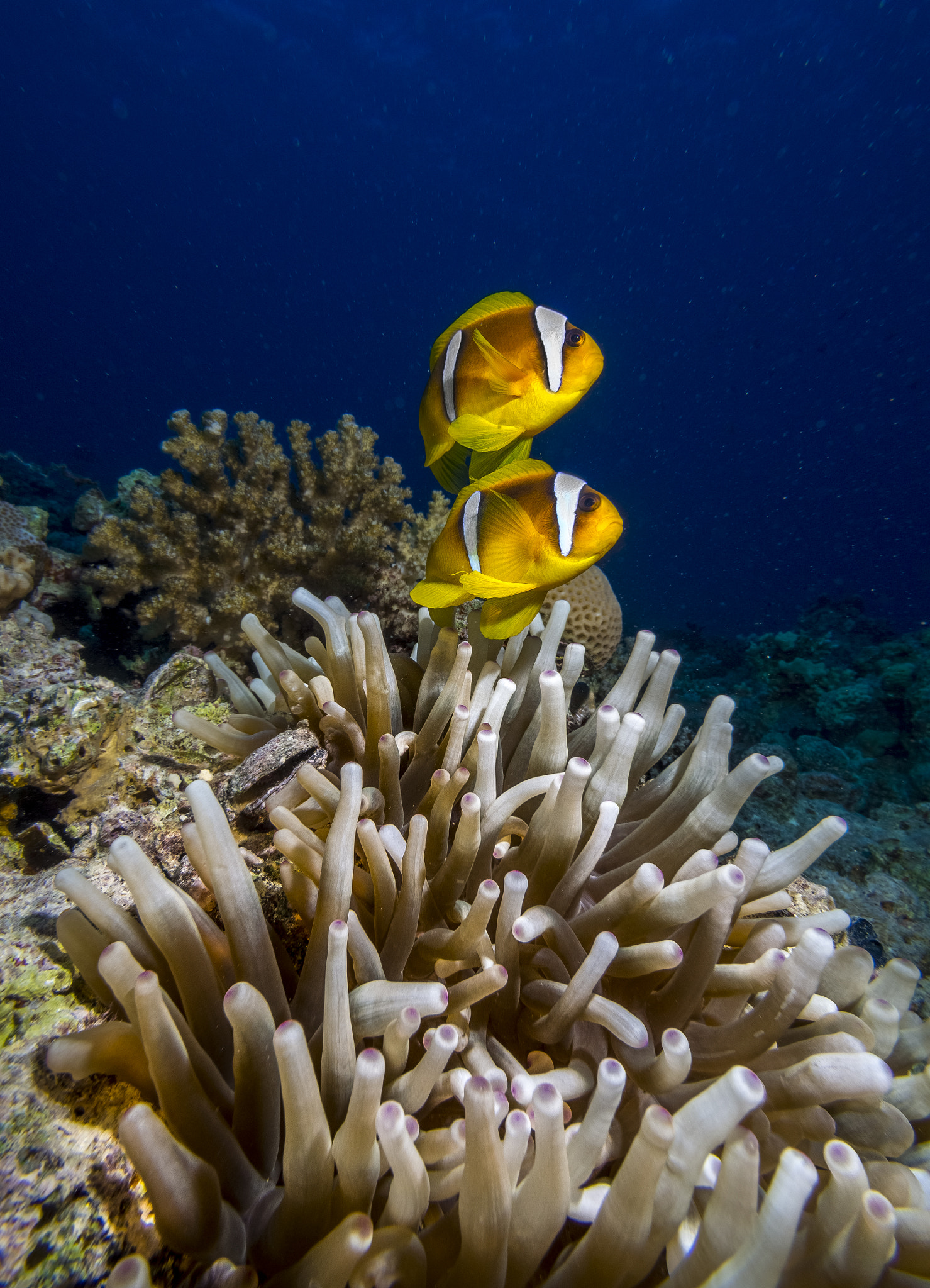 Olympus PEN E-PL5 + OLYMPUS M.9-18mm F4.0-5.6 sample photo. Clown fish photography