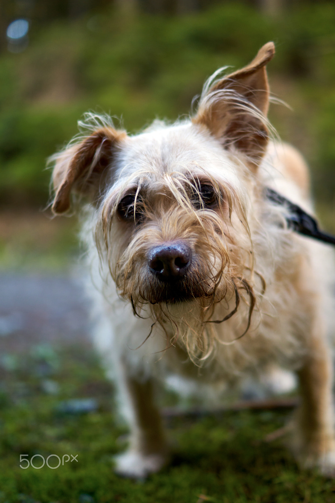 Sony ILCA-77M2 + Sony DT 35mm F1.8 SAM sample photo. Dog esta photography