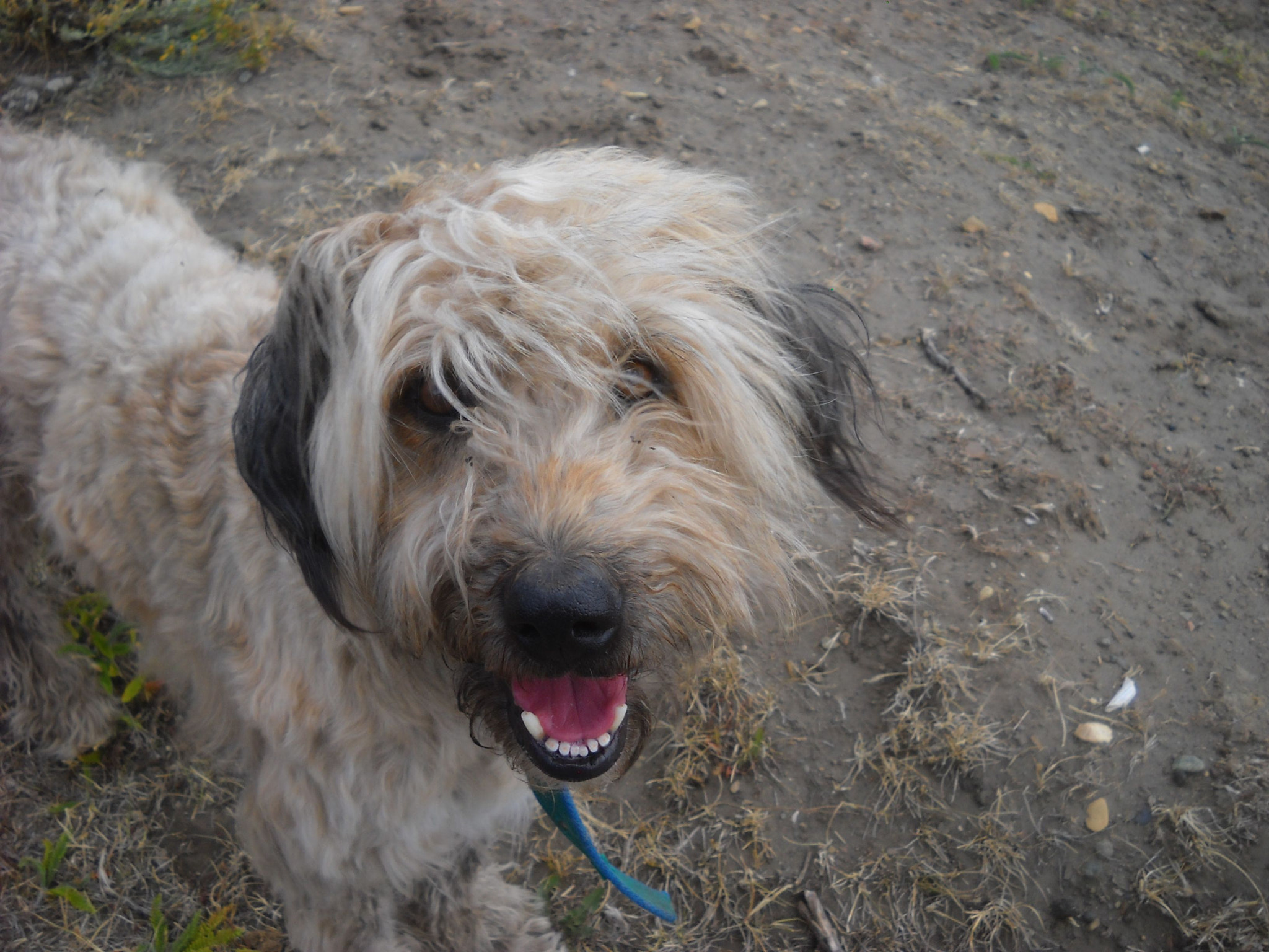 Nikon Coolpix L19 sample photo. Smart patagonian sheepdog photography