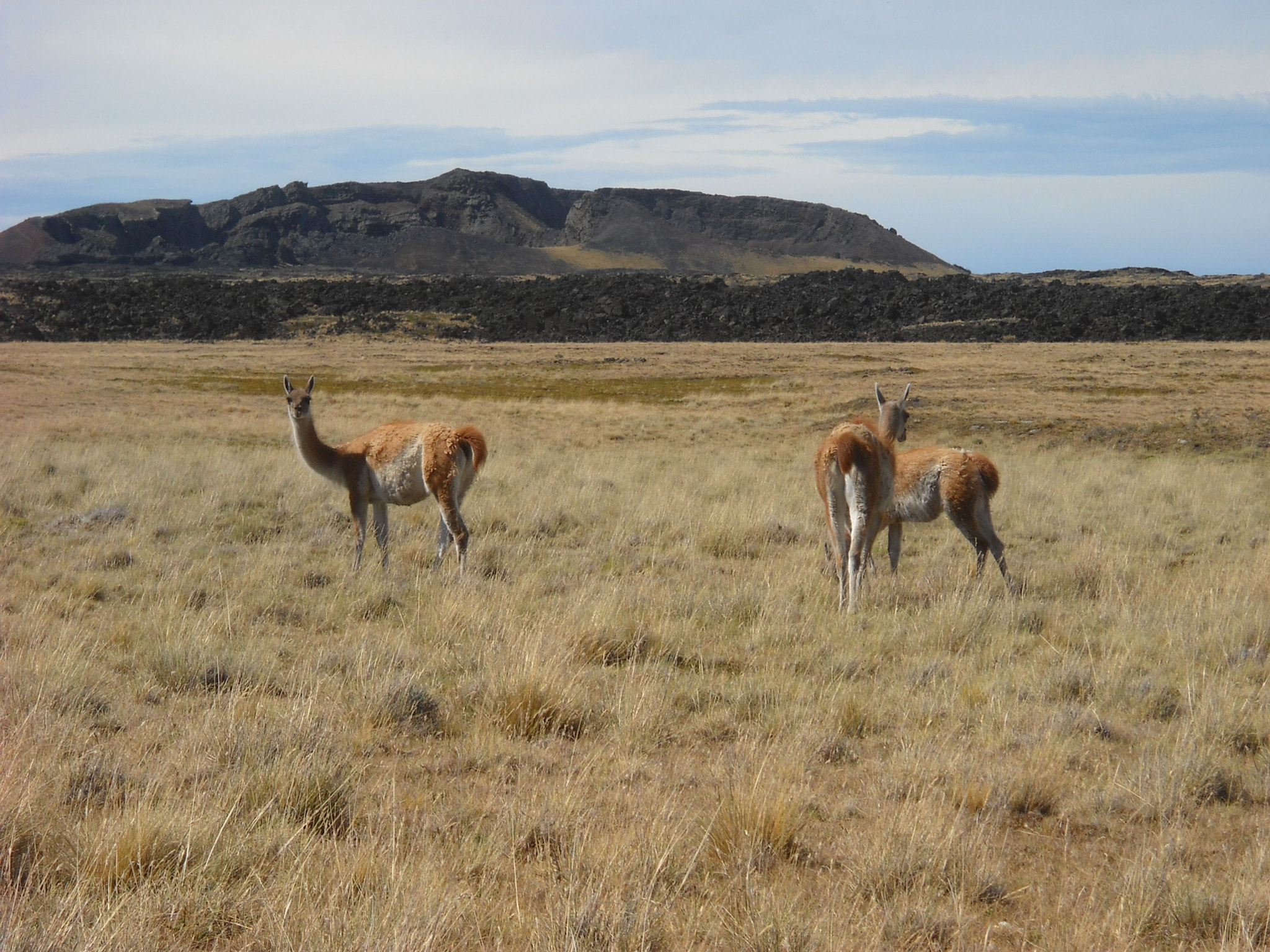 Nikon Coolpix L19 sample photo. Guanaco family photography