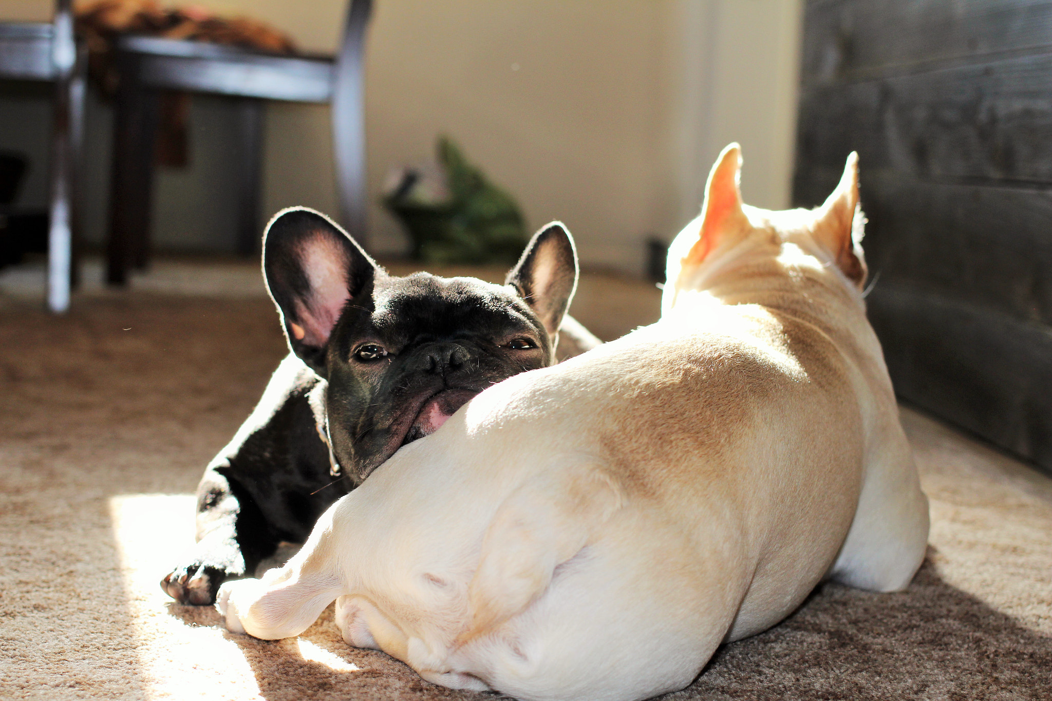 Canon EF 40mm F2.8 STM sample photo. Nap time photography