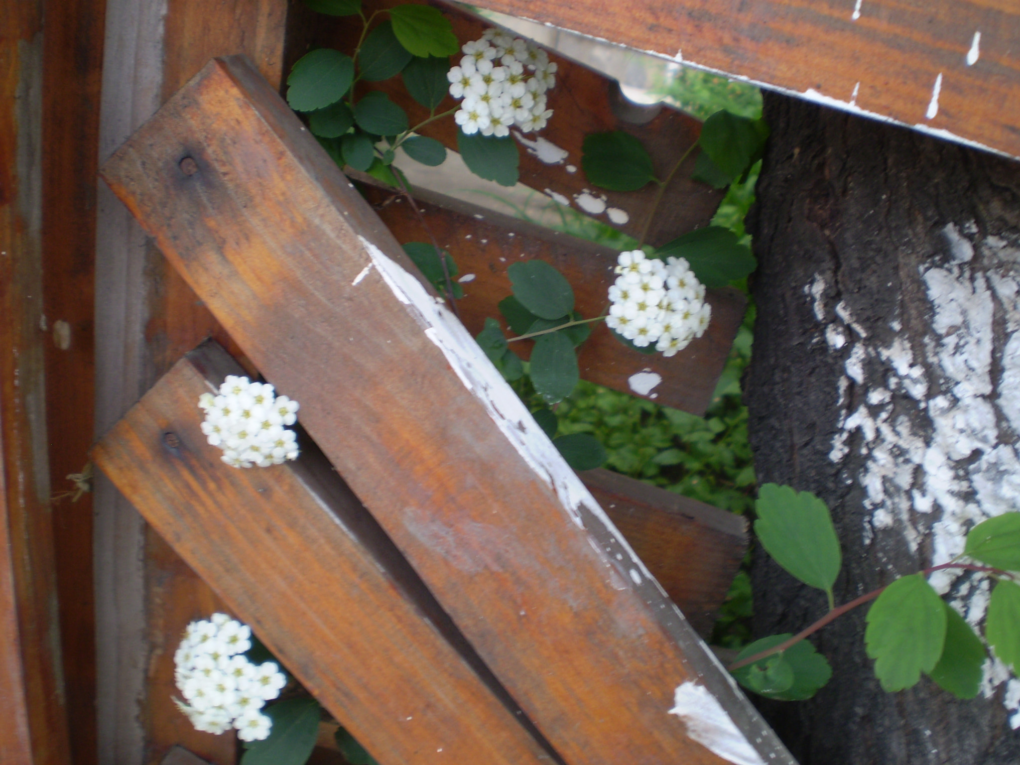 Olympus FE210,X775 sample photo. White spring flowers photography