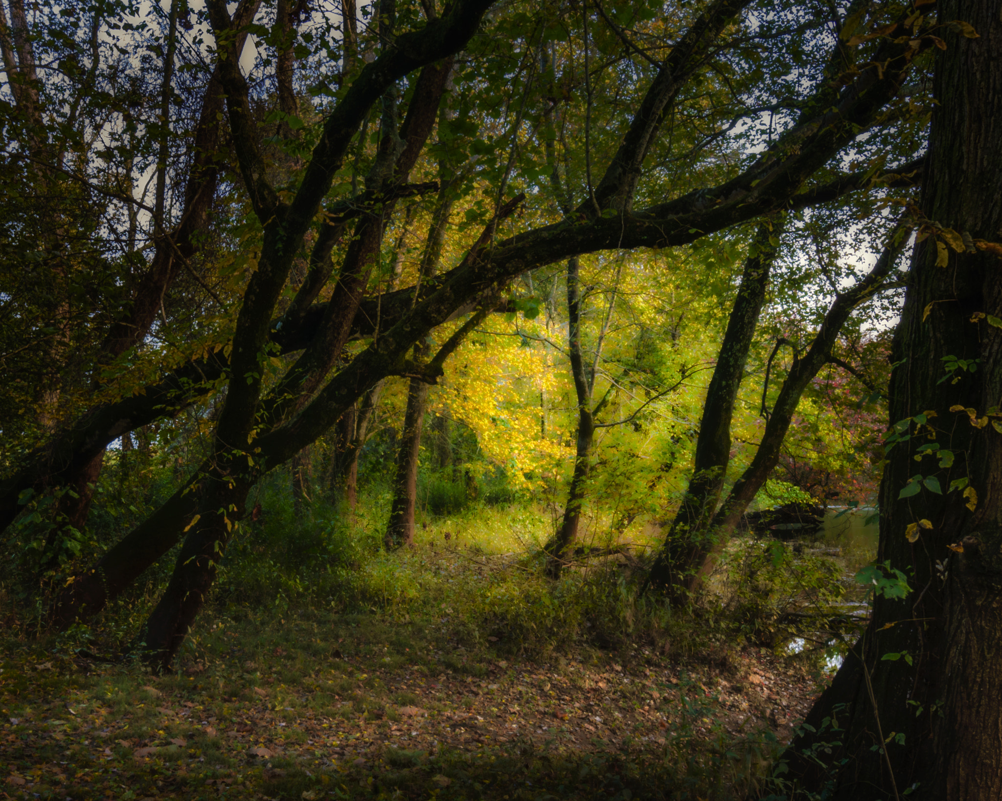 Nikon D2X sample photo. Autumn at hays wildlife refuge photography