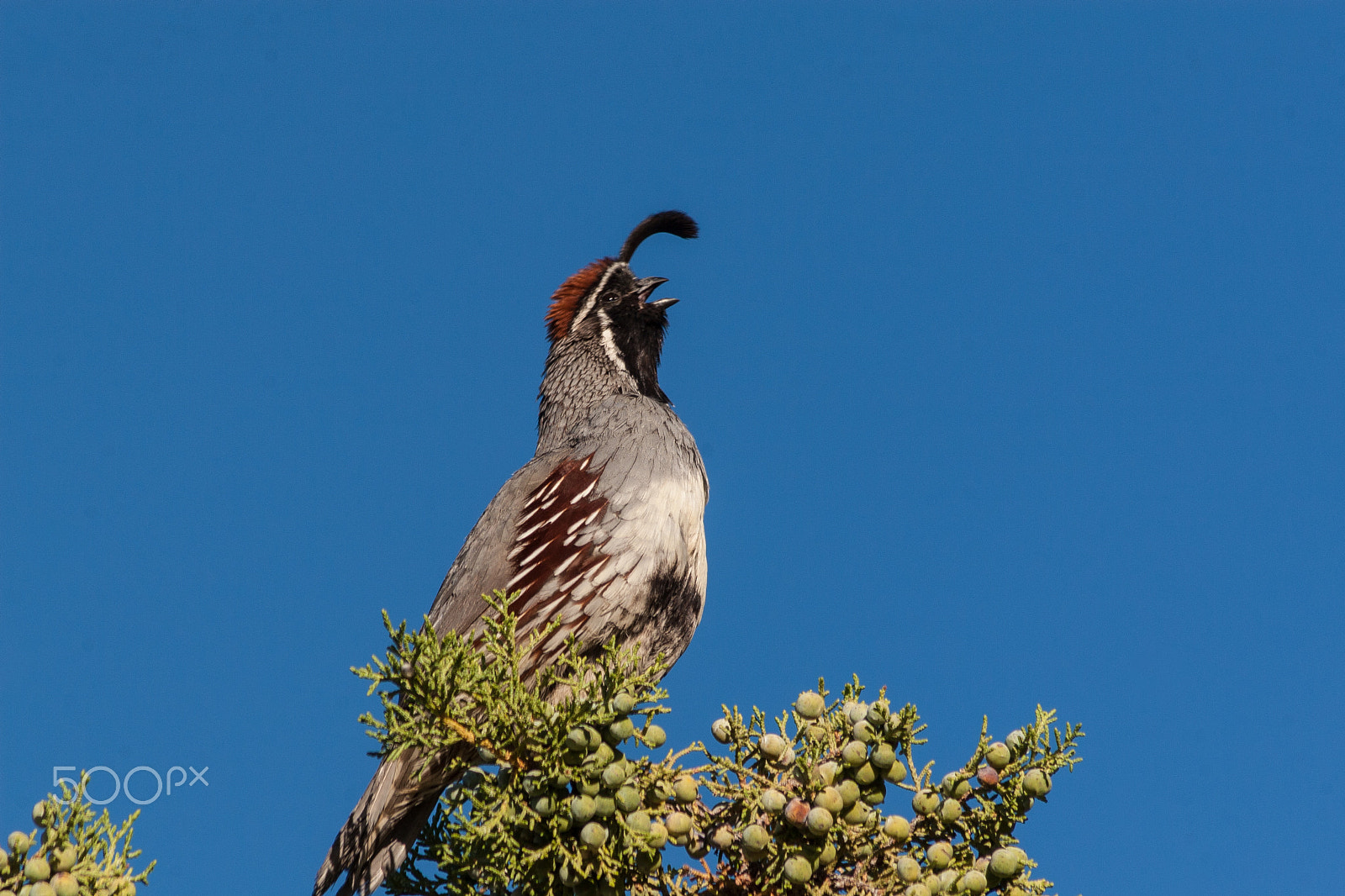 Canon EOS 30D + Canon EF 75-300mm F4.0-5.6 IS USM sample photo. Gambel's (california) quail photography