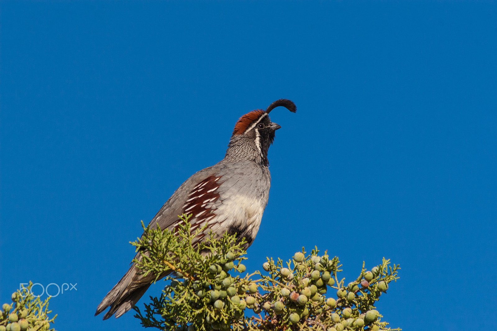 Canon EOS 30D + Canon EF 75-300mm F4.0-5.6 IS USM sample photo. Gambel's (california) quail photography