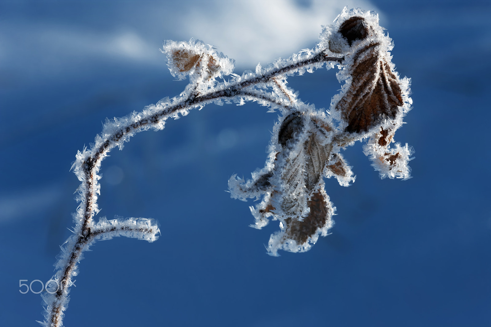 Canon EF 180mm F3.5L Macro USM sample photo. Macro in january photography
