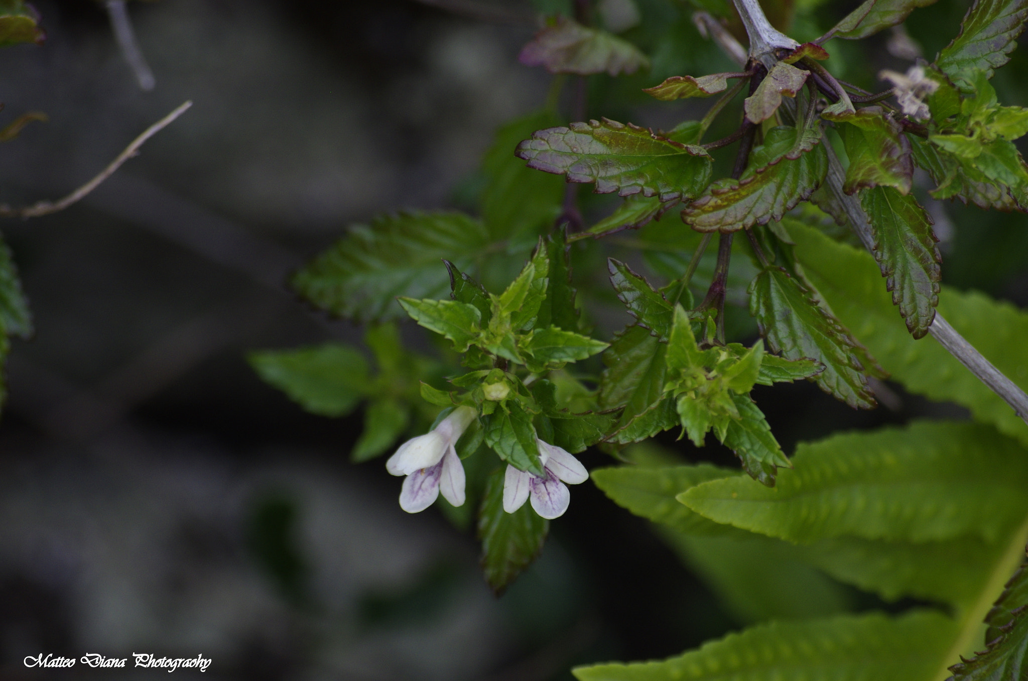 smc PENTAX-DA L 50-200mm F4-5.6 ED sample photo. _igp8851.jpg photography