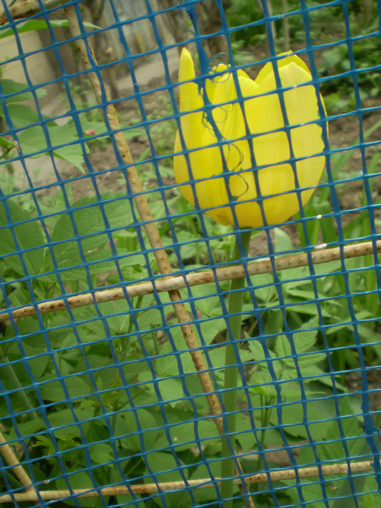 Olympus FE210,X775 sample photo. Behind fence photography