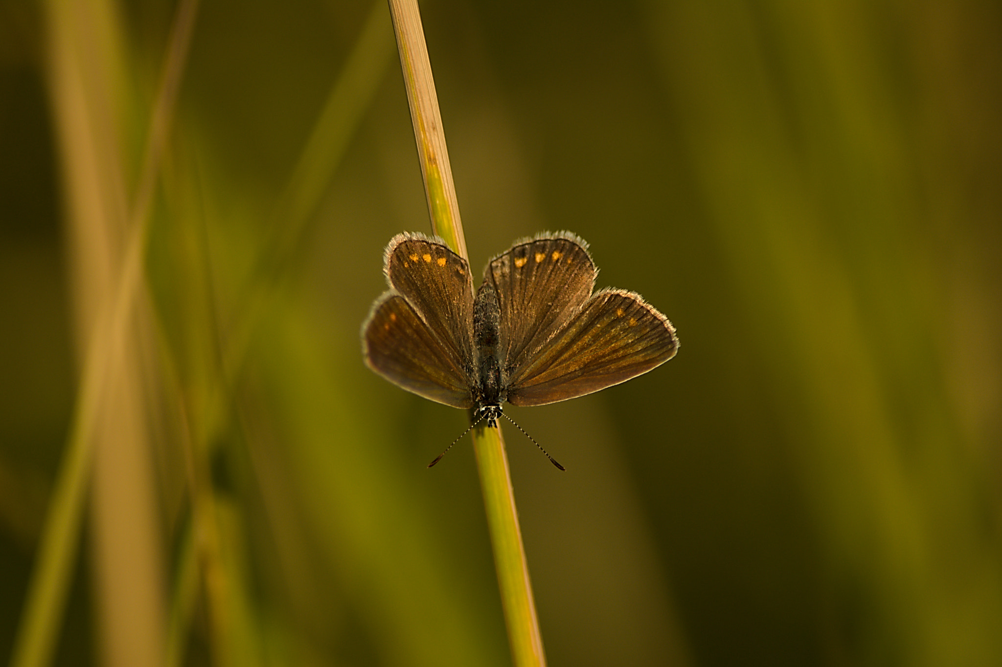 55.00 - 300.00 mm f/4.5 - 5.6 sample photo. Modrásek zelený photography