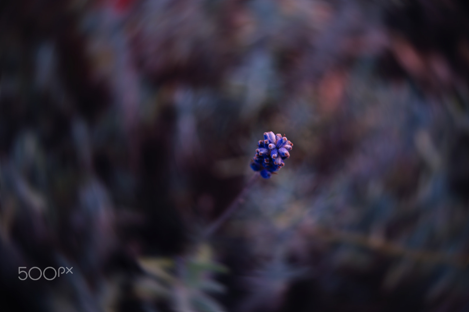 18.00 - 55.00 mm f/3.5 - 5.6 sample photo. Lavender photography