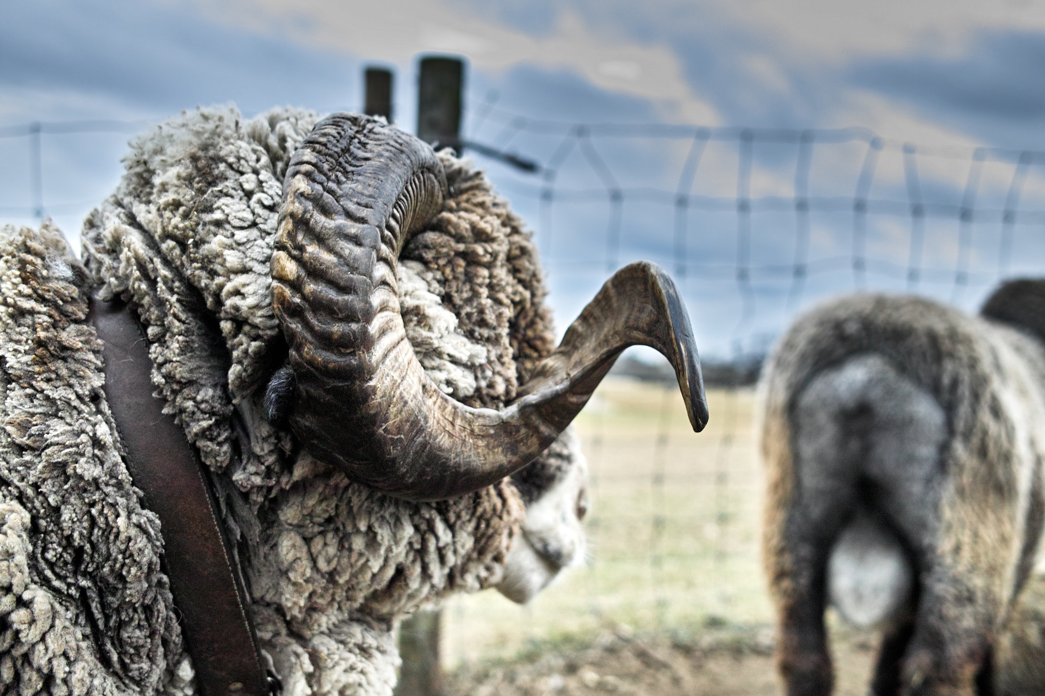 Sigma DP2x sample photo. A sheep's horn photography
