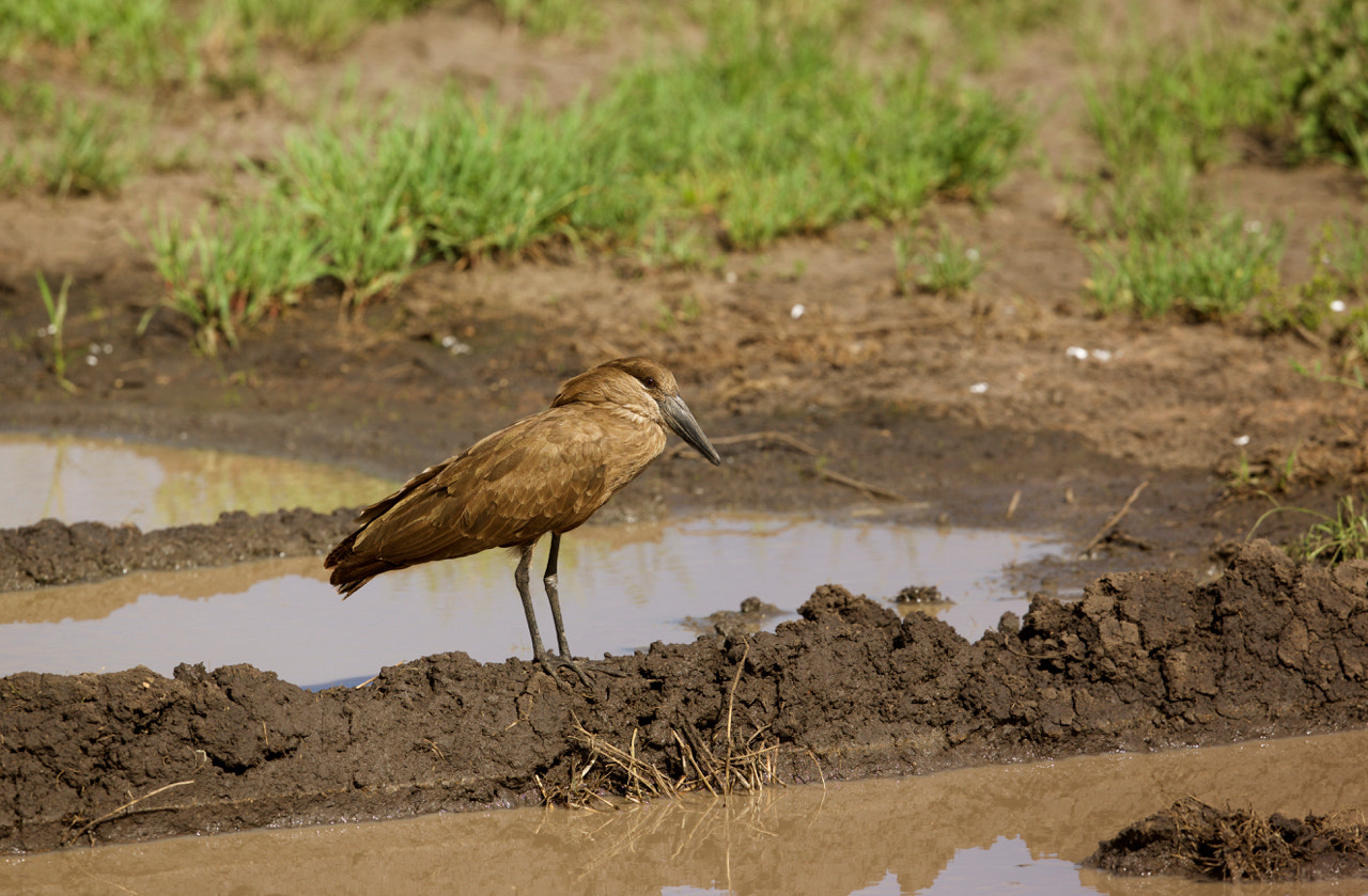 Canon EF 500mm F4L IS II USM sample photo. Scopus umbretta photography