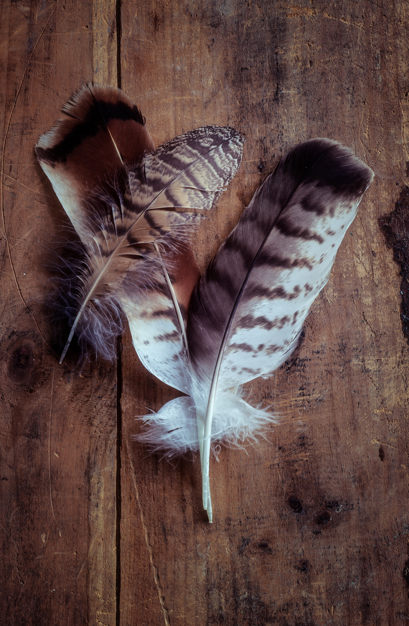 Canon EF 100mm F2.8 Macro USM sample photo. Traces of the soul by jim crotty photography