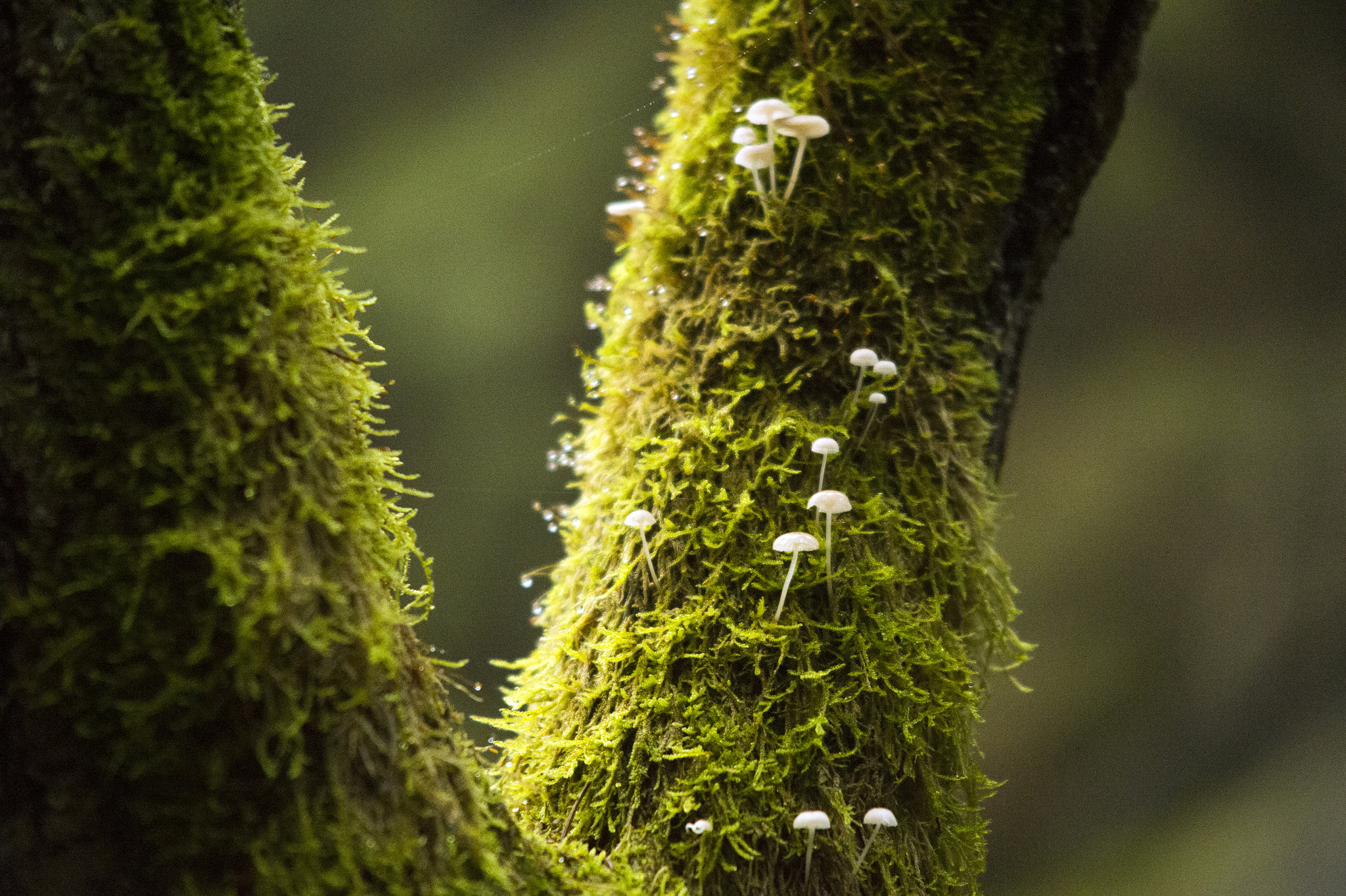 AF Zoom-Nikkor 35-135mm f/3.5-4.5 N sample photo. Mushrooms photography