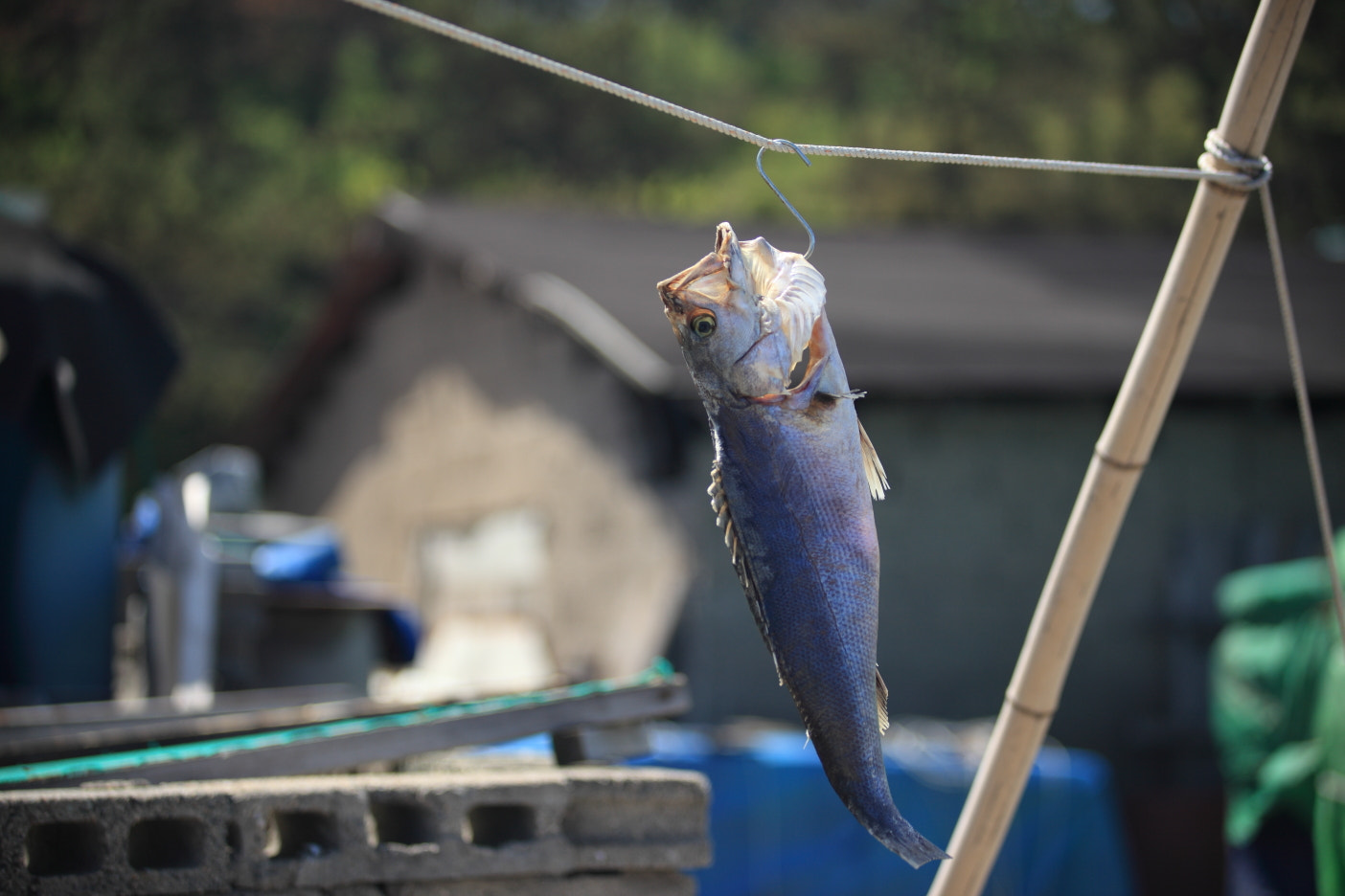 Canon EF 80-200mm f/2.8L sample photo. Fish in drying photography