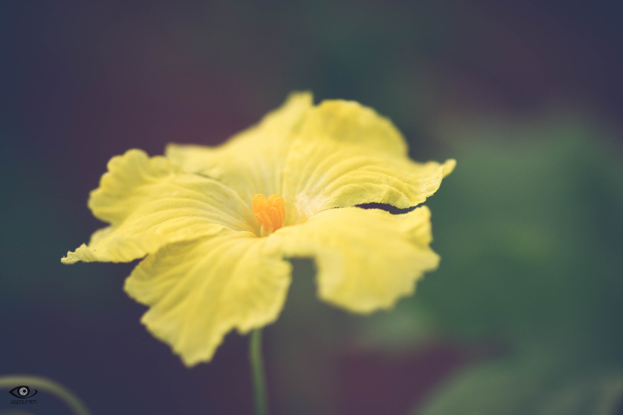 Canon EOS 500D (EOS Rebel T1i / EOS Kiss X3) + Tamron SP AF 90mm F2.8 Di Macro sample photo. Single yellow. photography