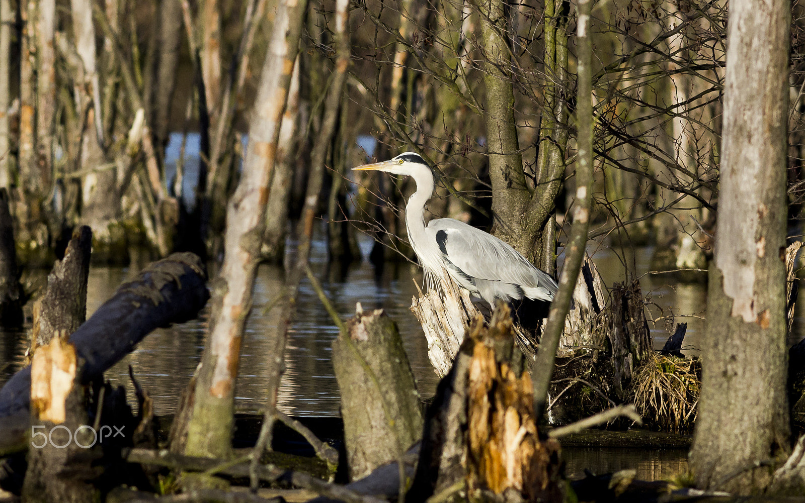 Canon EOS 600D (Rebel EOS T3i / EOS Kiss X5) + Canon EF 400mm F5.6L USM sample photo. Volavka popelavá.....wl photography