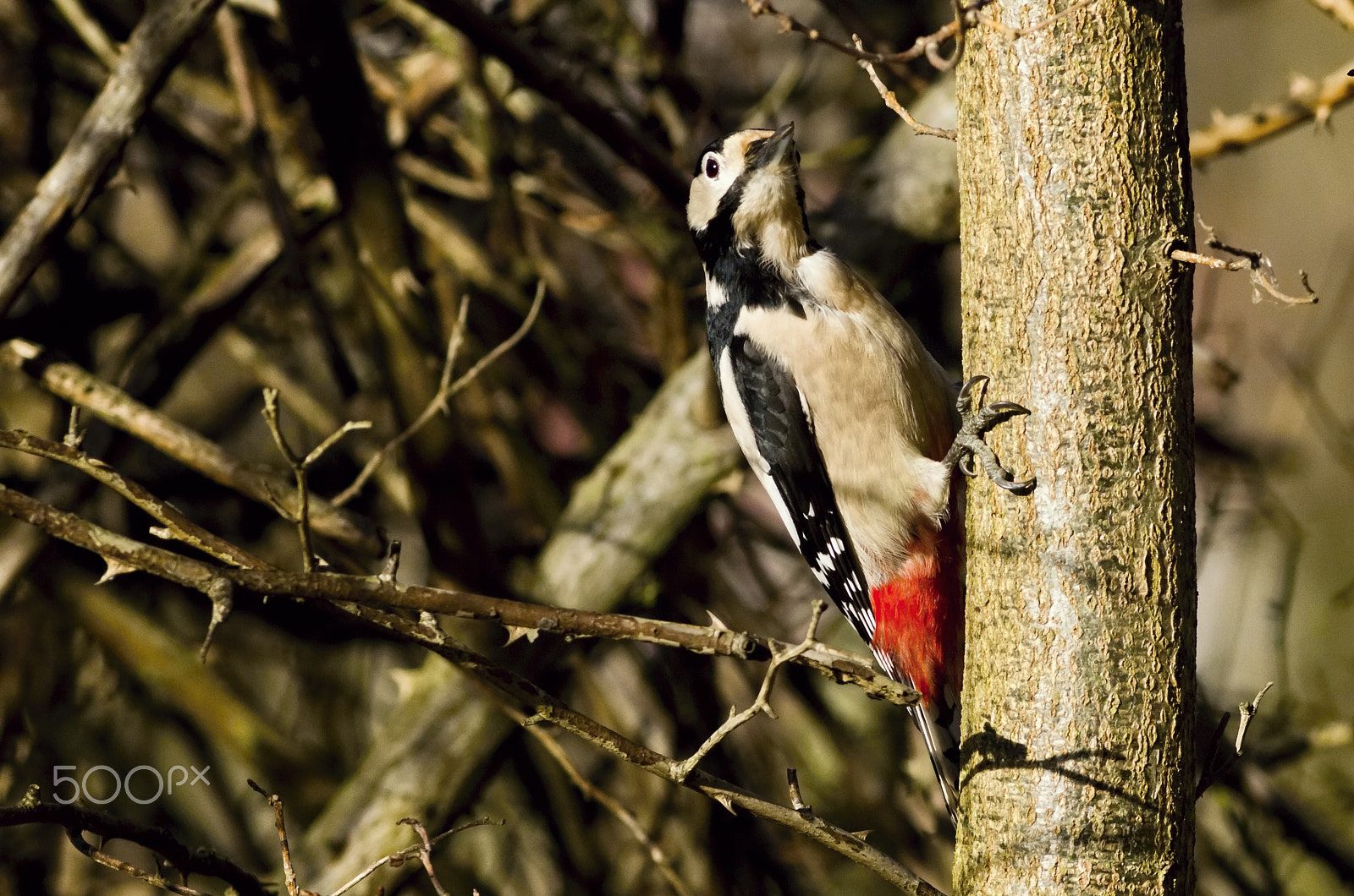 Canon EOS 600D (Rebel EOS T3i / EOS Kiss X5) + Canon EF 400mm F5.6L USM sample photo. Strakapoud ...wl foto photography