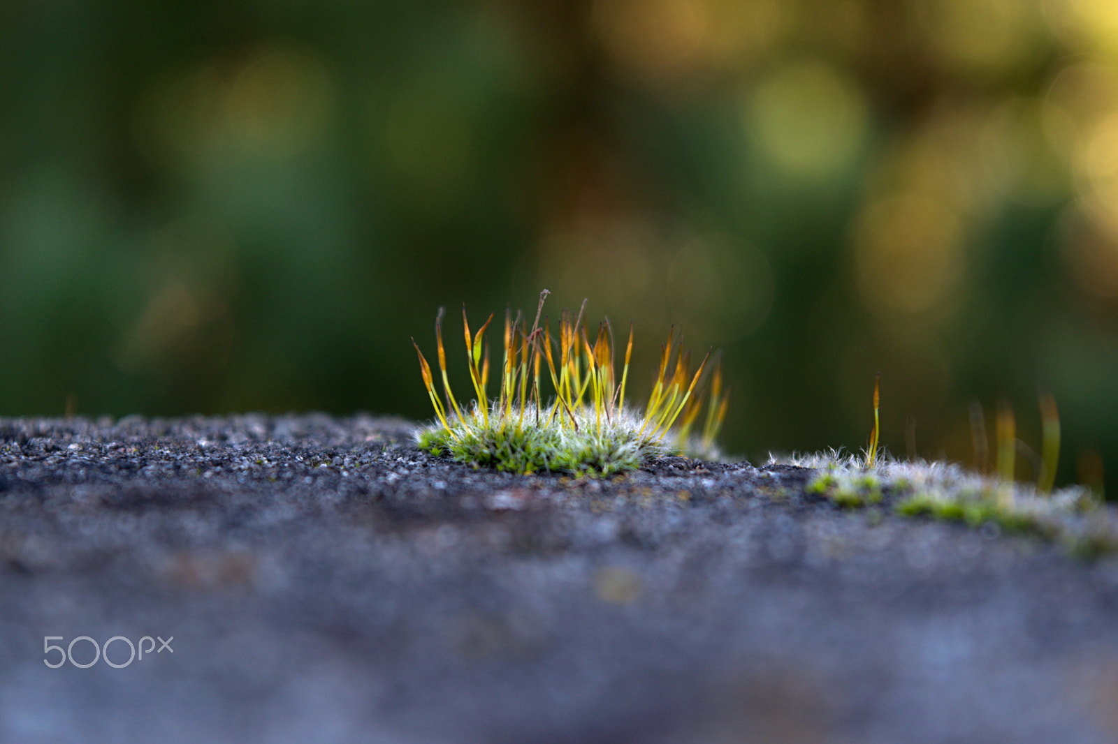 18.00 - 55.00 mm f/3.5 - 5.6 sample photo. Moss photography