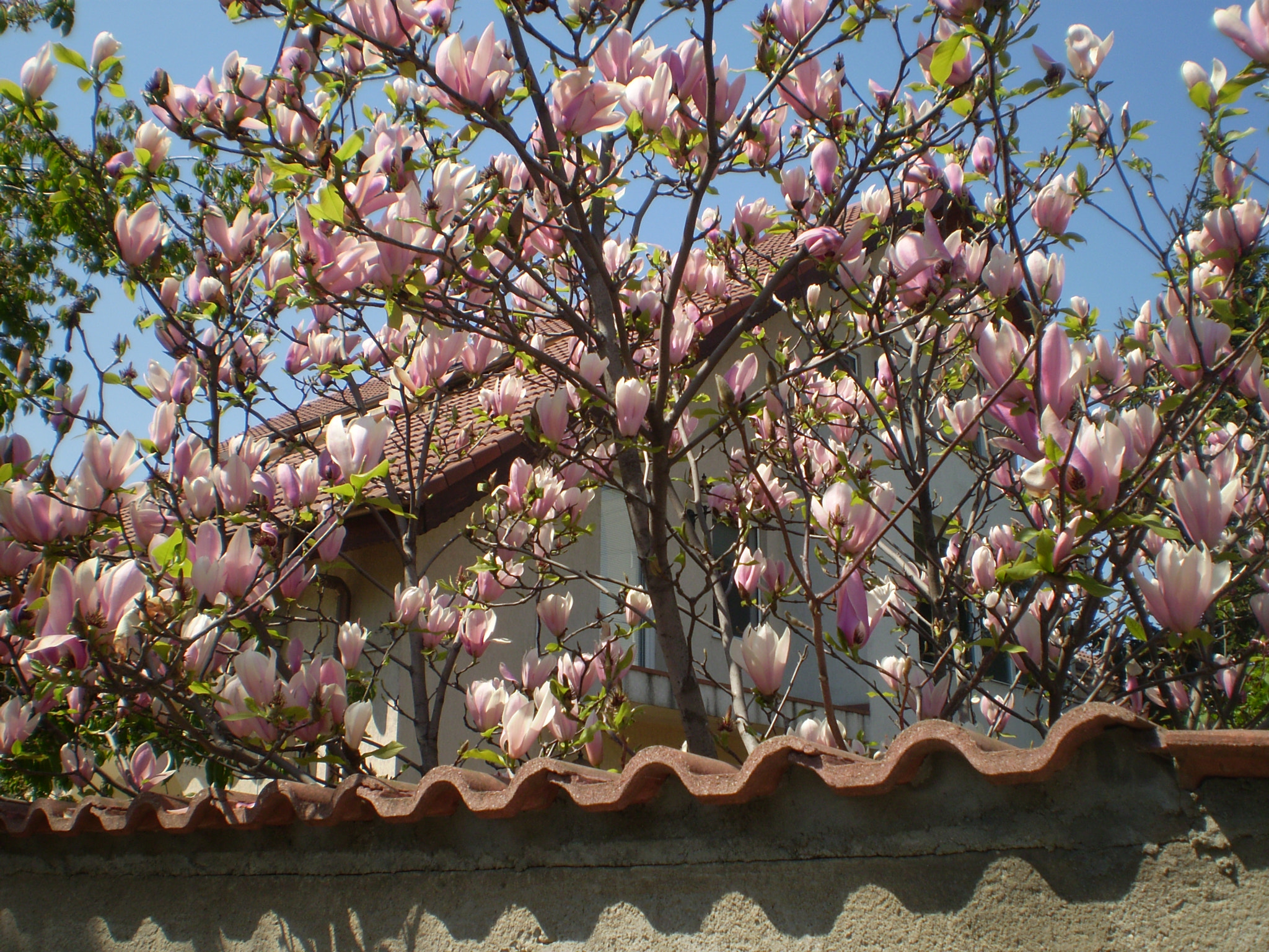 Olympus FE210,X775 sample photo. Magnolia photography