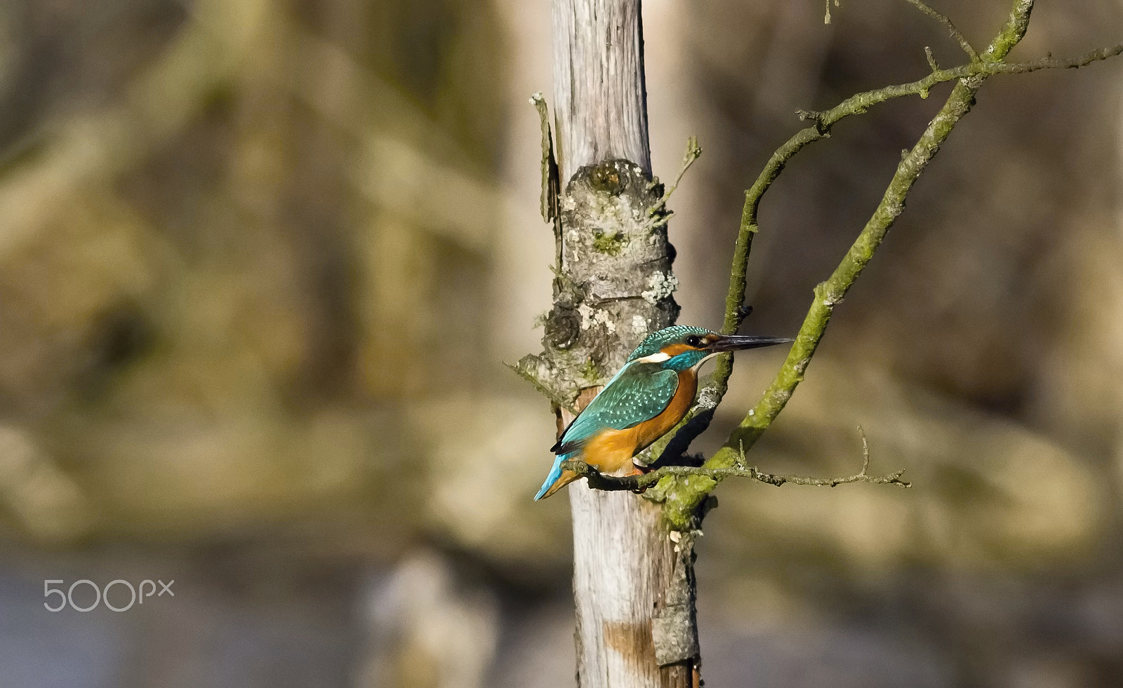 Canon EOS 600D (Rebel EOS T3i / EOS Kiss X5) + Canon EF 400mm F5.6L USM sample photo. Ledňáček...wl foto photography