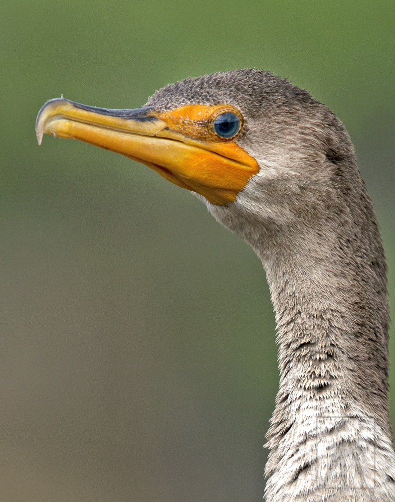 Nikon D300 + Nikon AF-S Nikkor 600mm F4G ED VR sample photo. Double crested cormorant photography