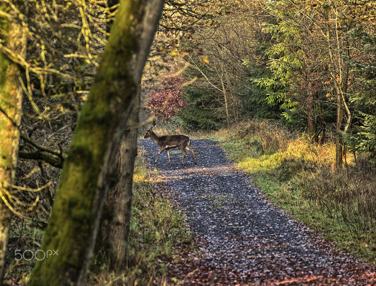 Pentax smc DA* 300mm F4.0 ED (IF) SDM sample photo. Deer crossing photography