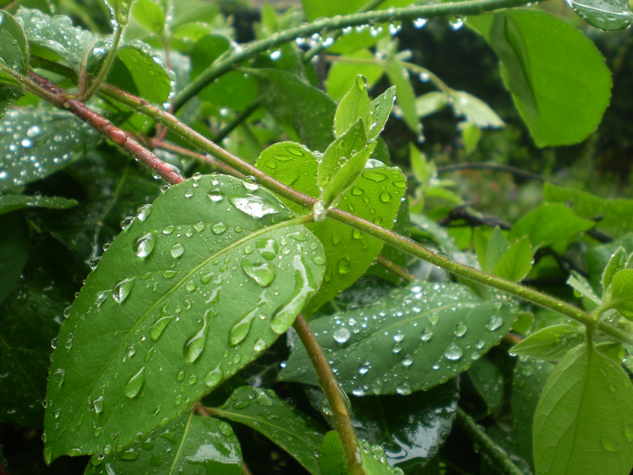 Olympus FE210,X775 sample photo. Another rainy day photography