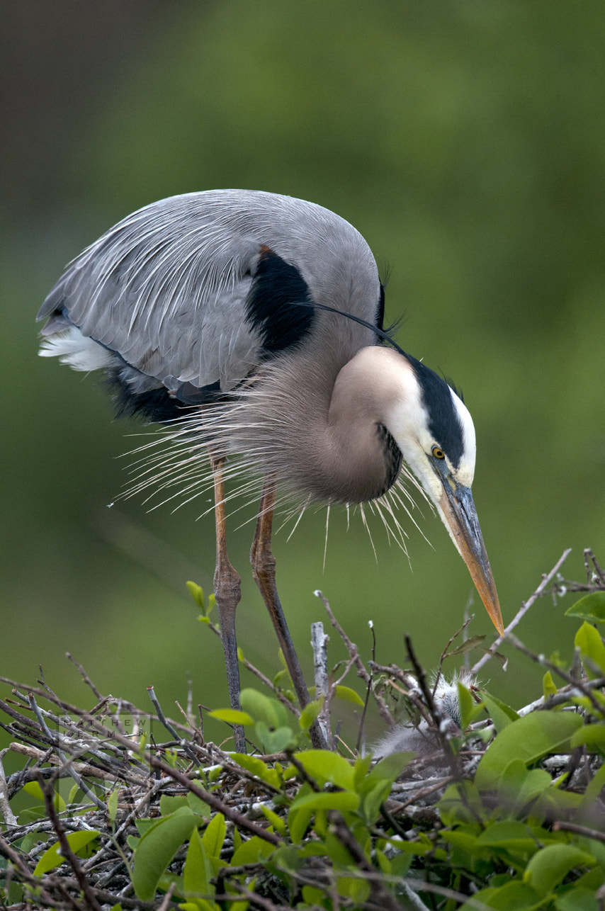 Nikon D300 + Nikon AF-S Nikkor 600mm F4G ED VR sample photo. Great blue heron photography