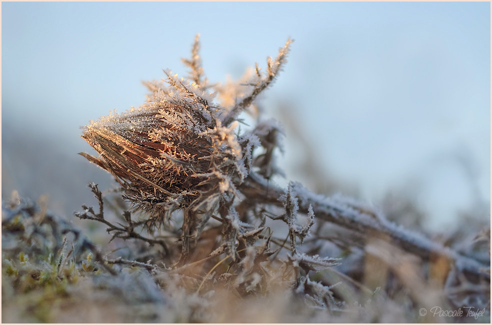 Sigma 150mm F2.8 EX DG Macro HSM sample photo. Cruise missile photography