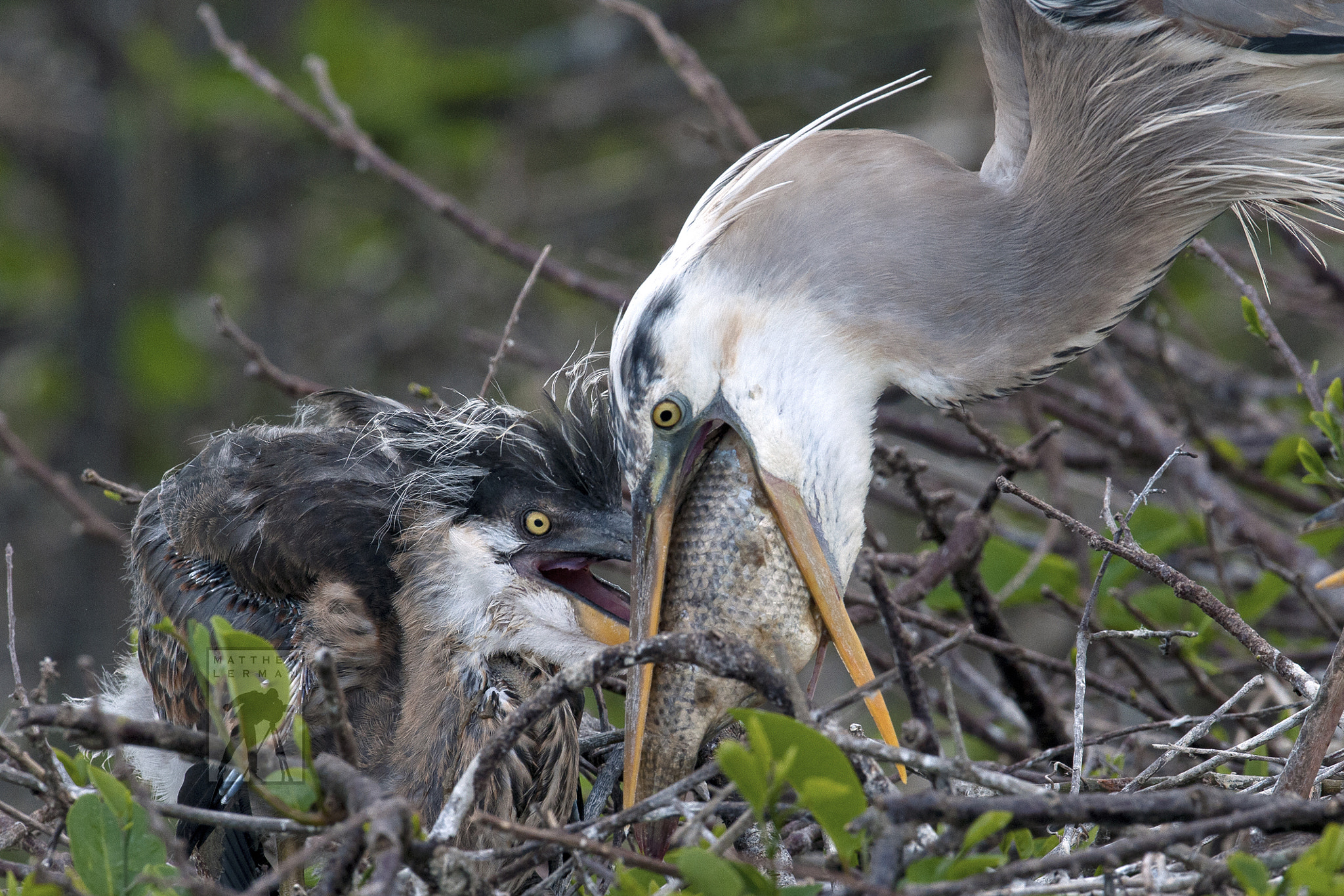 Nikon D300 + Nikon AF-S Nikkor 600mm F4G ED VR sample photo. Great blue heron feeding young lores photography