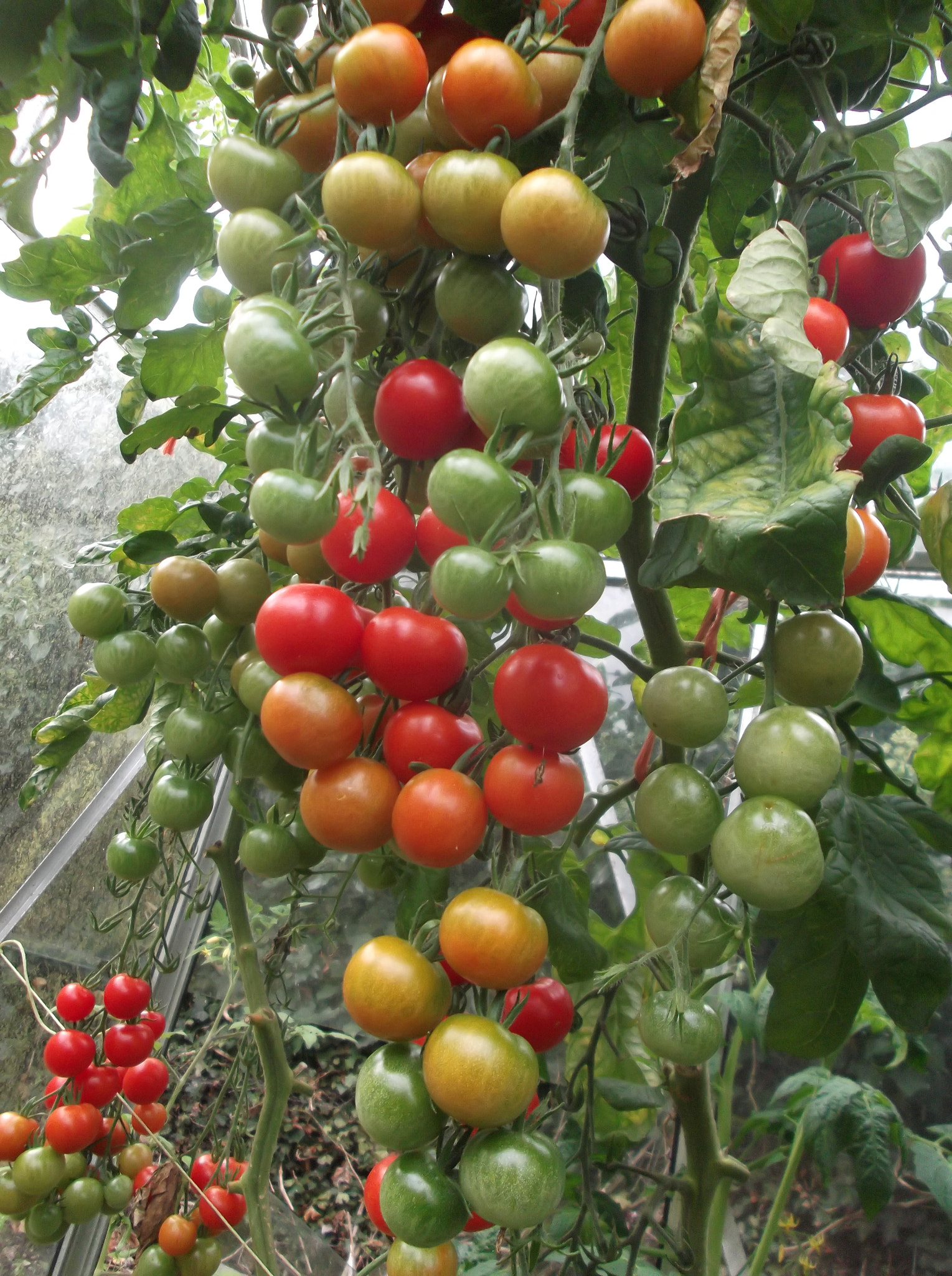 Fujifilm FinePix JX400 sample photo. Tomatoes photography