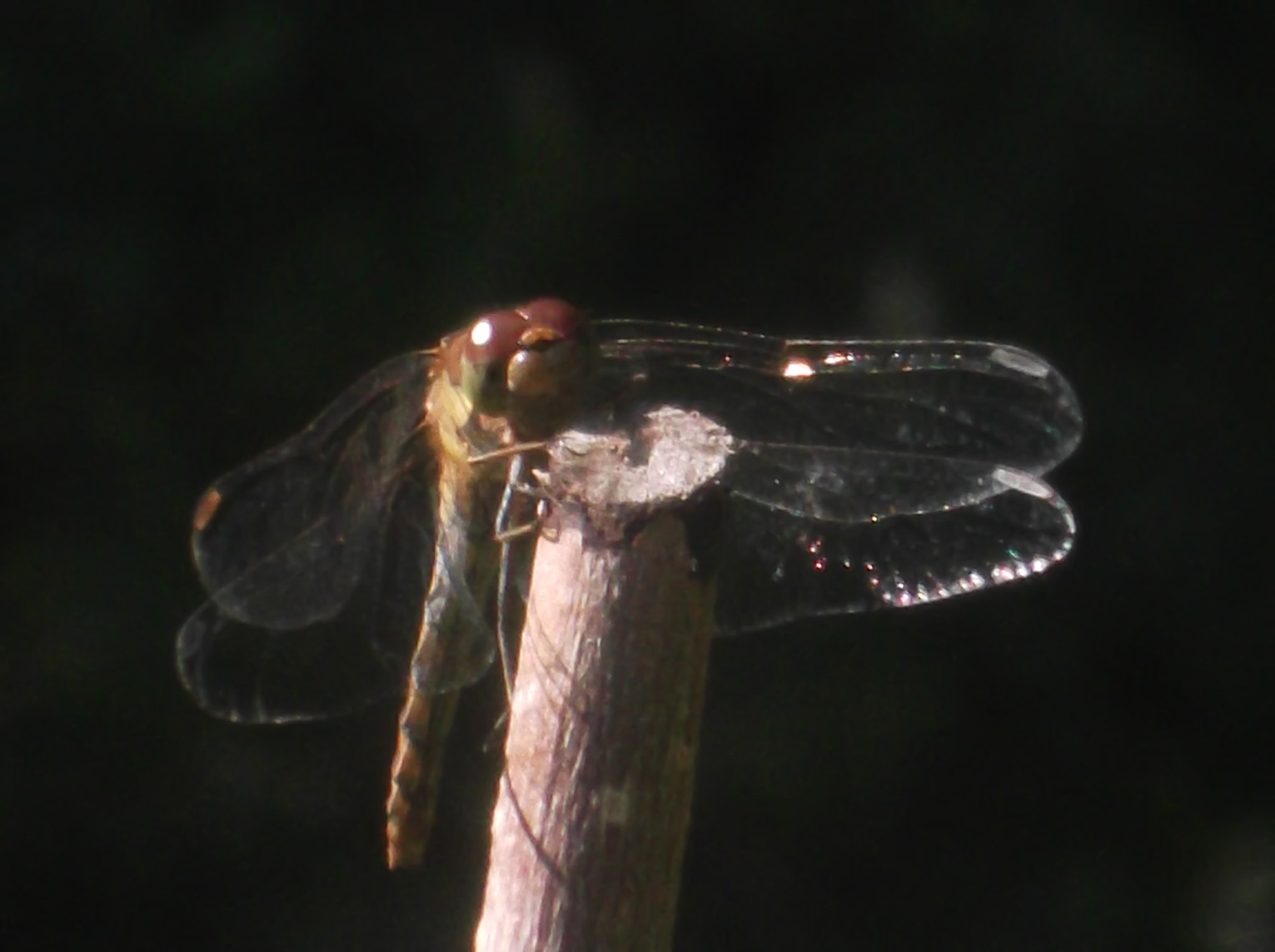 Fujifilm FinePix JX400 sample photo. Dragonfly photography