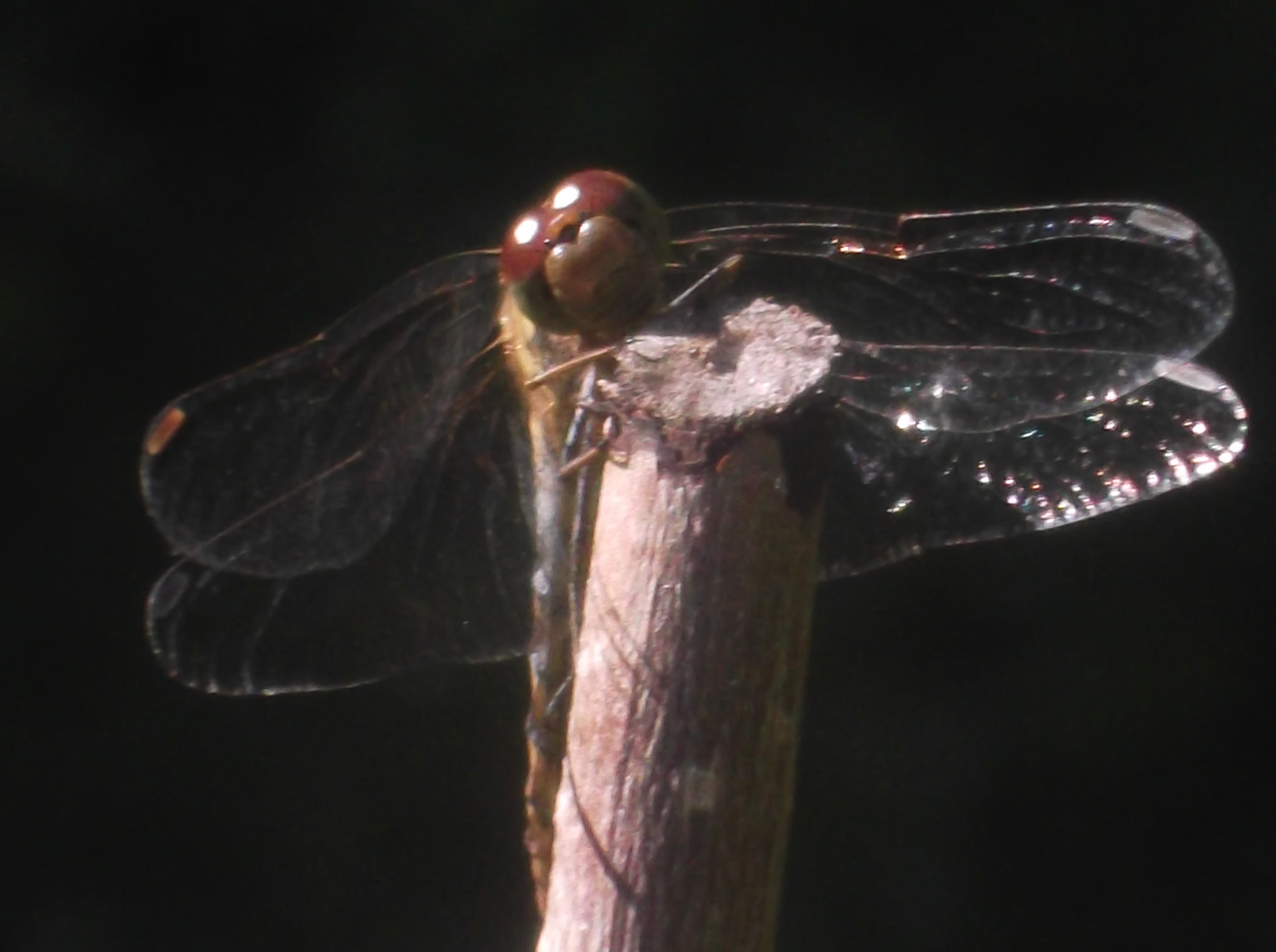 Fujifilm FinePix JX400 sample photo. Curious dragonfly photography