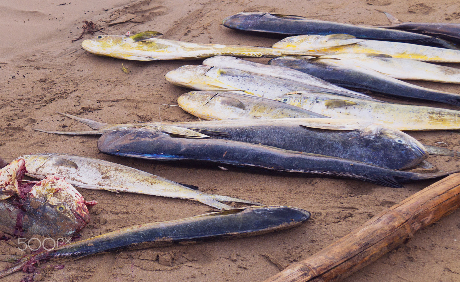 Sony DT 16-105mm F3.5-5.6 sample photo. Fish photography
