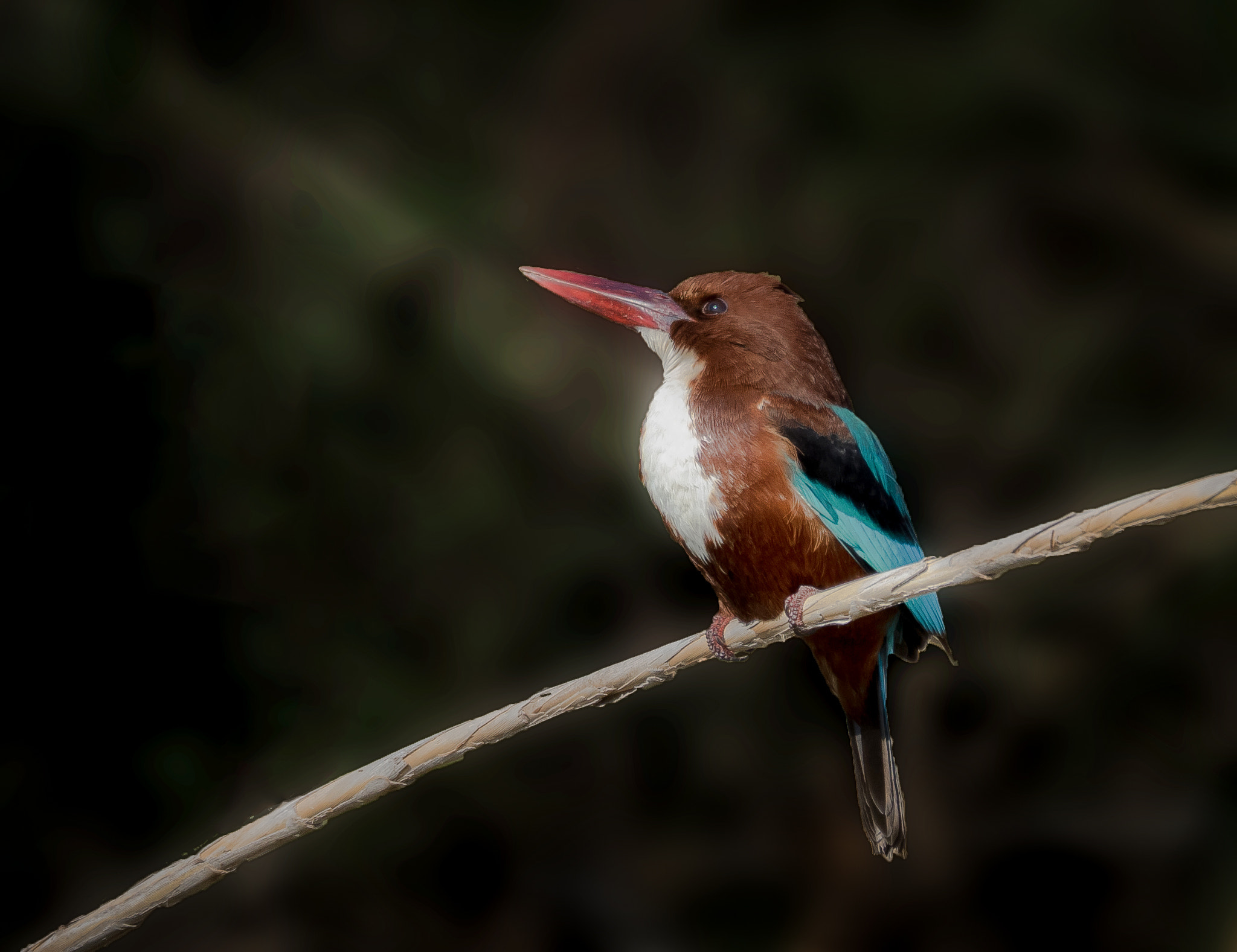 Olympus OM-D E-M1 + OLYMPUS M.75-300mm F4.8-6.7 sample photo. White-throated kingfisher photography