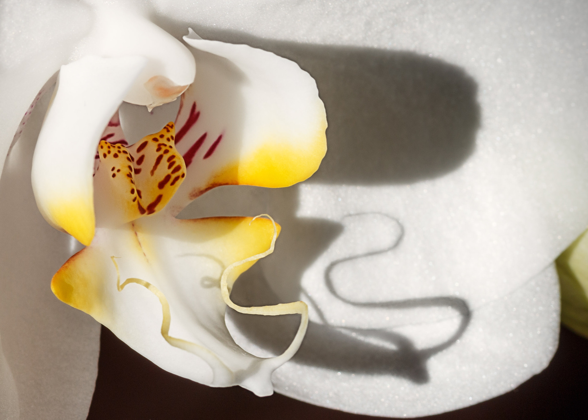Canon EOS 70D + Sigma 105mm F2.8 EX DG Macro sample photo. Orchid song no1 photography